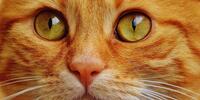 Морда рыжего кота