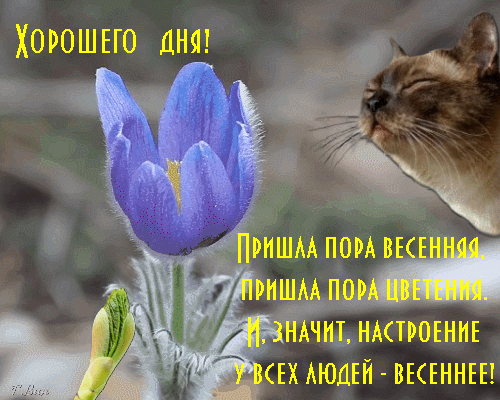 Postcard on the theme spring wish flowers text download for free