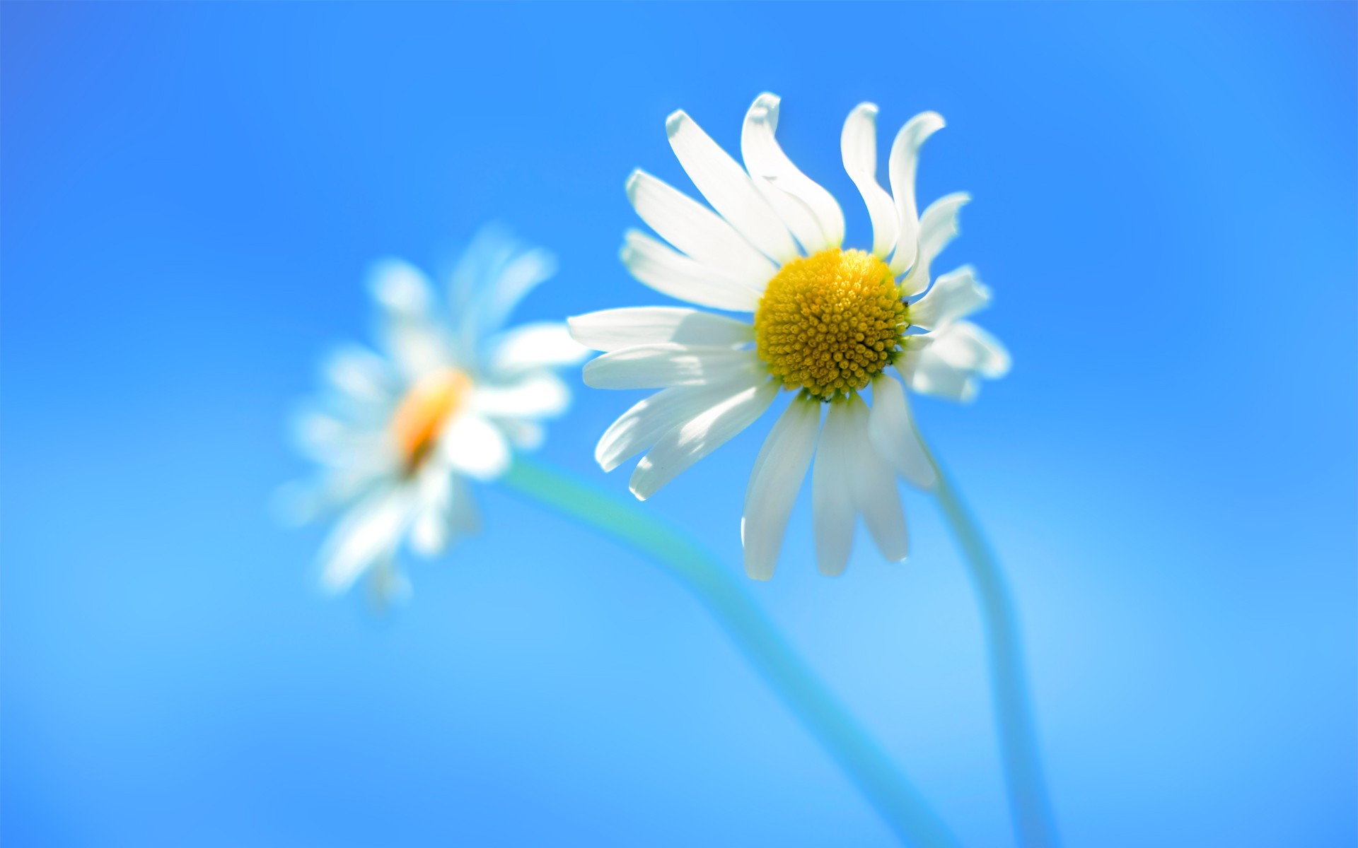 Free photo A picture of daisies for your screensaver.