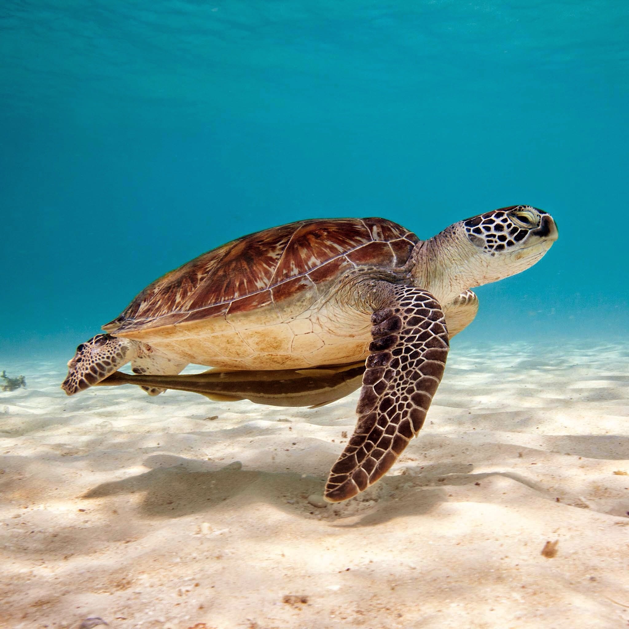 Wallpapers sea fauna sea turtle on the desktop