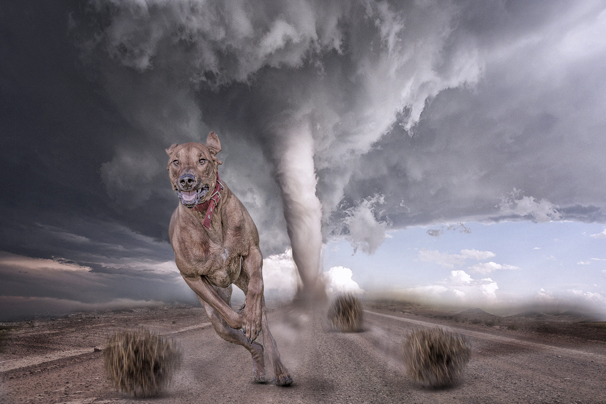 Ураган арт. Наводнение животные. Животное ураган. Тревожные животные. Животное ураган.