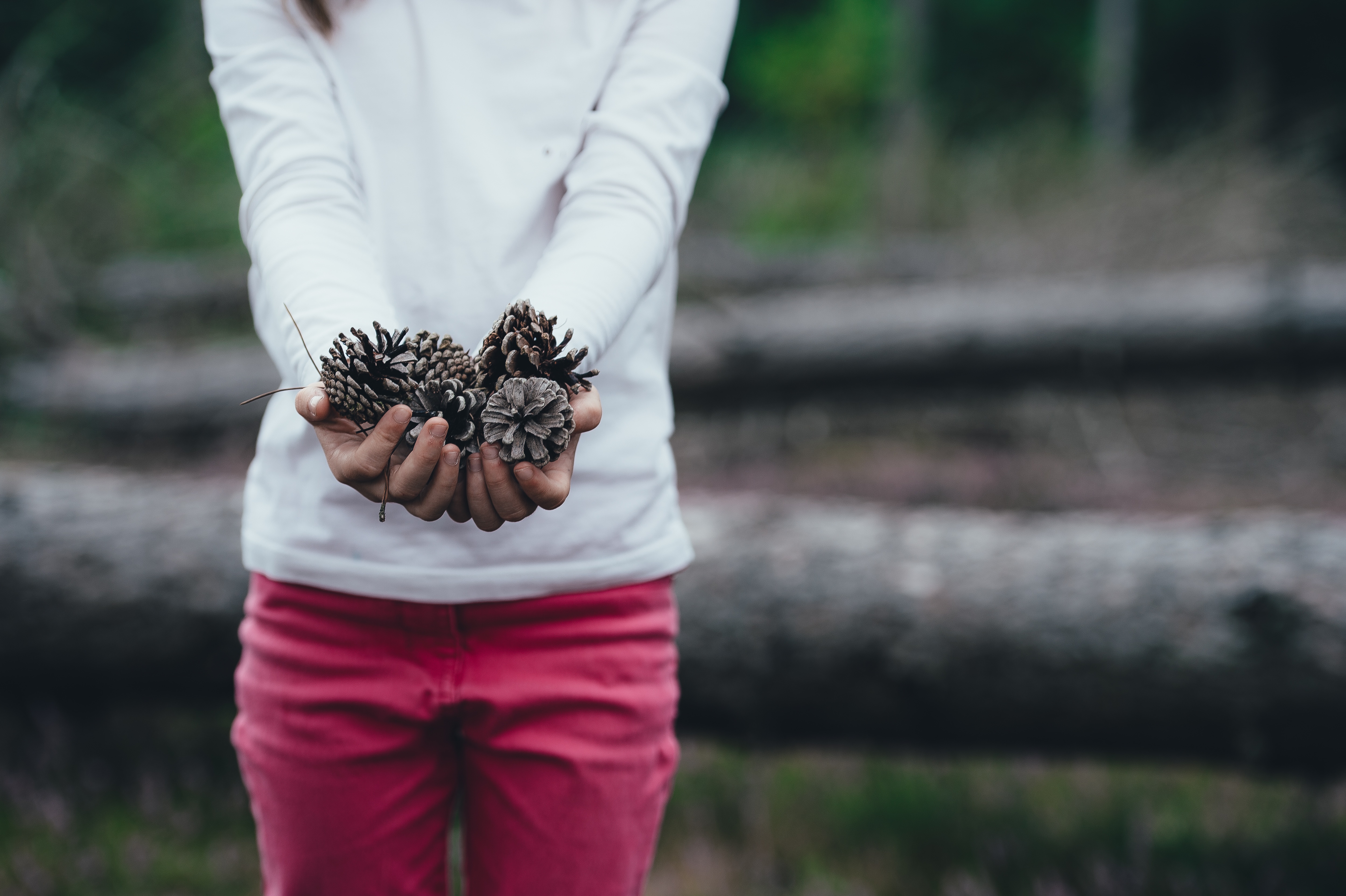 Free photo A man holding spruce cones in his hands