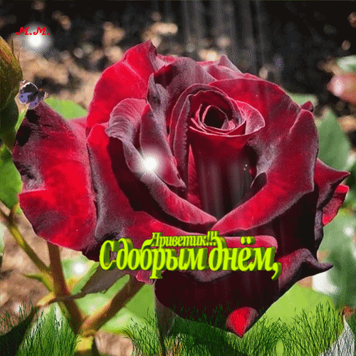 Postcard on the theme hello good afternoon to friends download for free