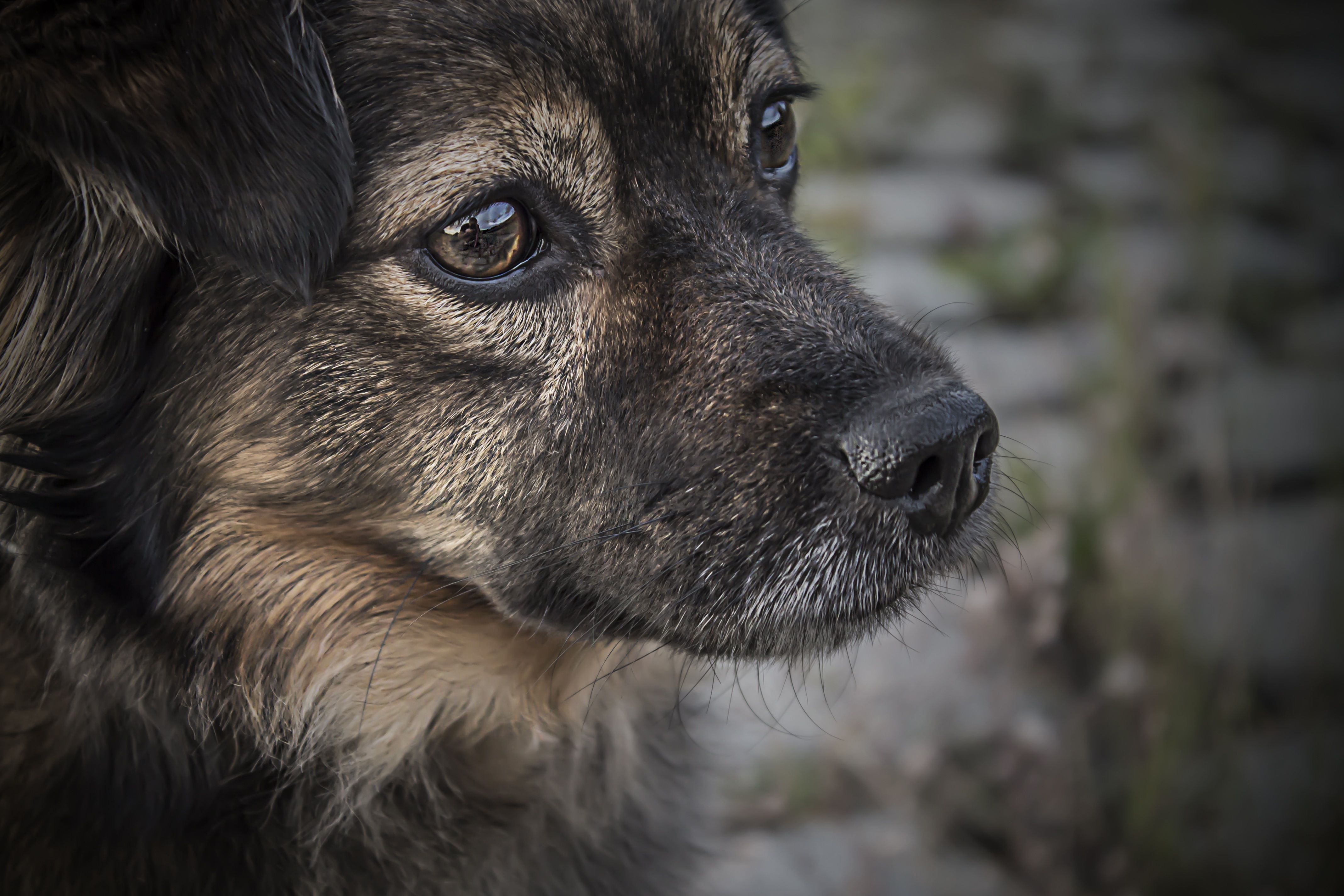 Free photo The face of an old dog