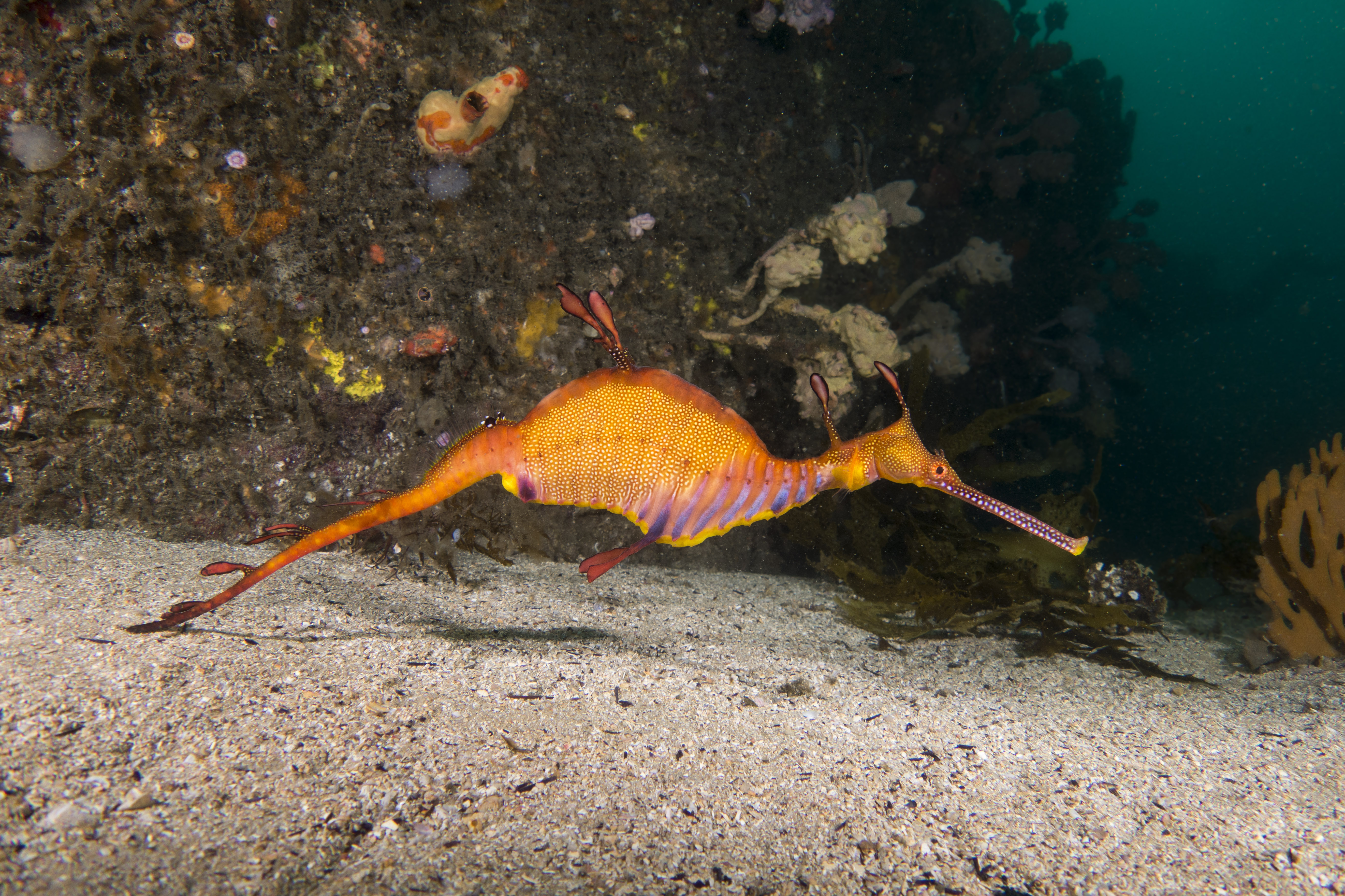 Wallpapers weedy seadragon seahorse Australia on the desktop