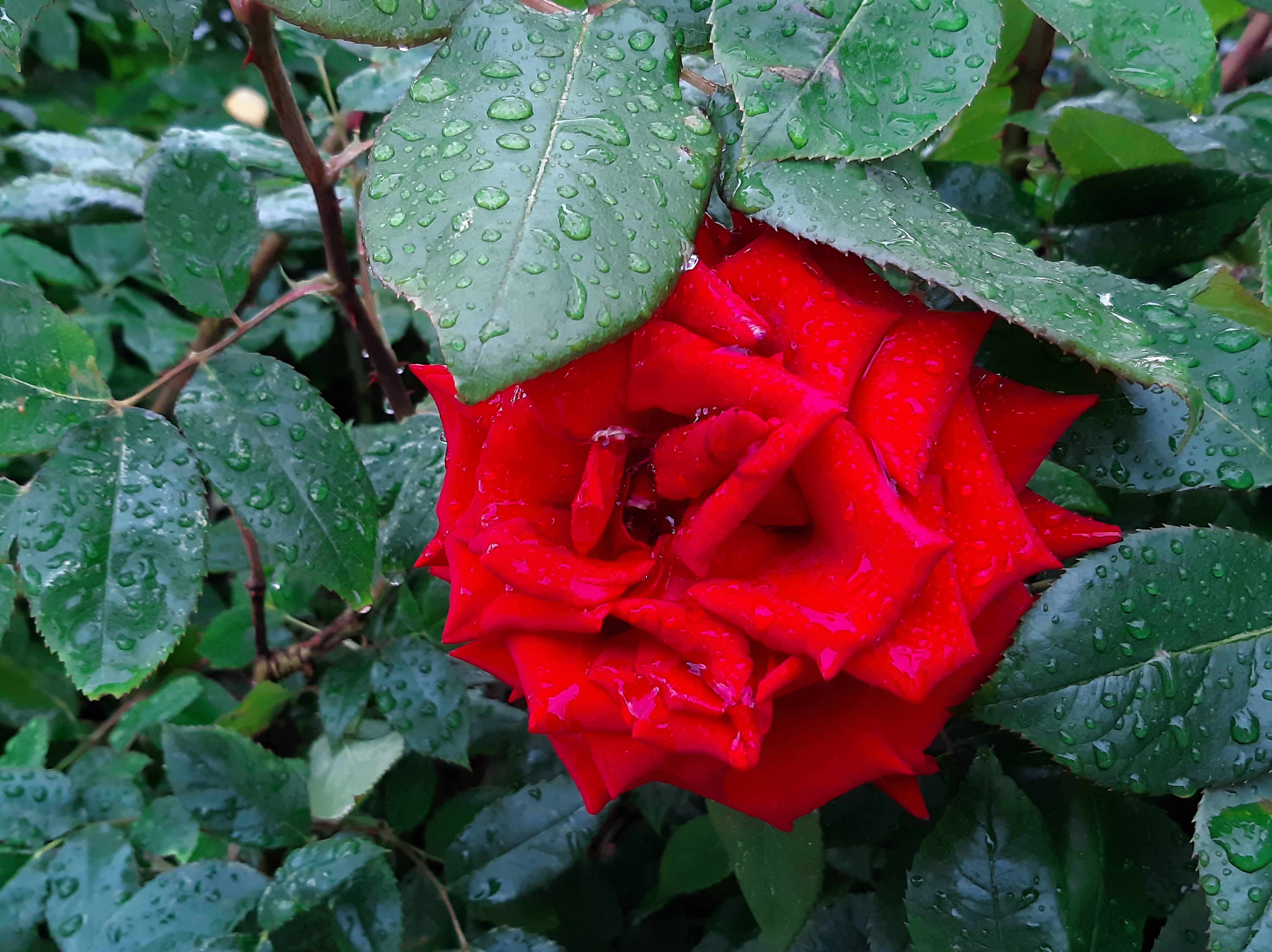 Красная роза с каплями дождя