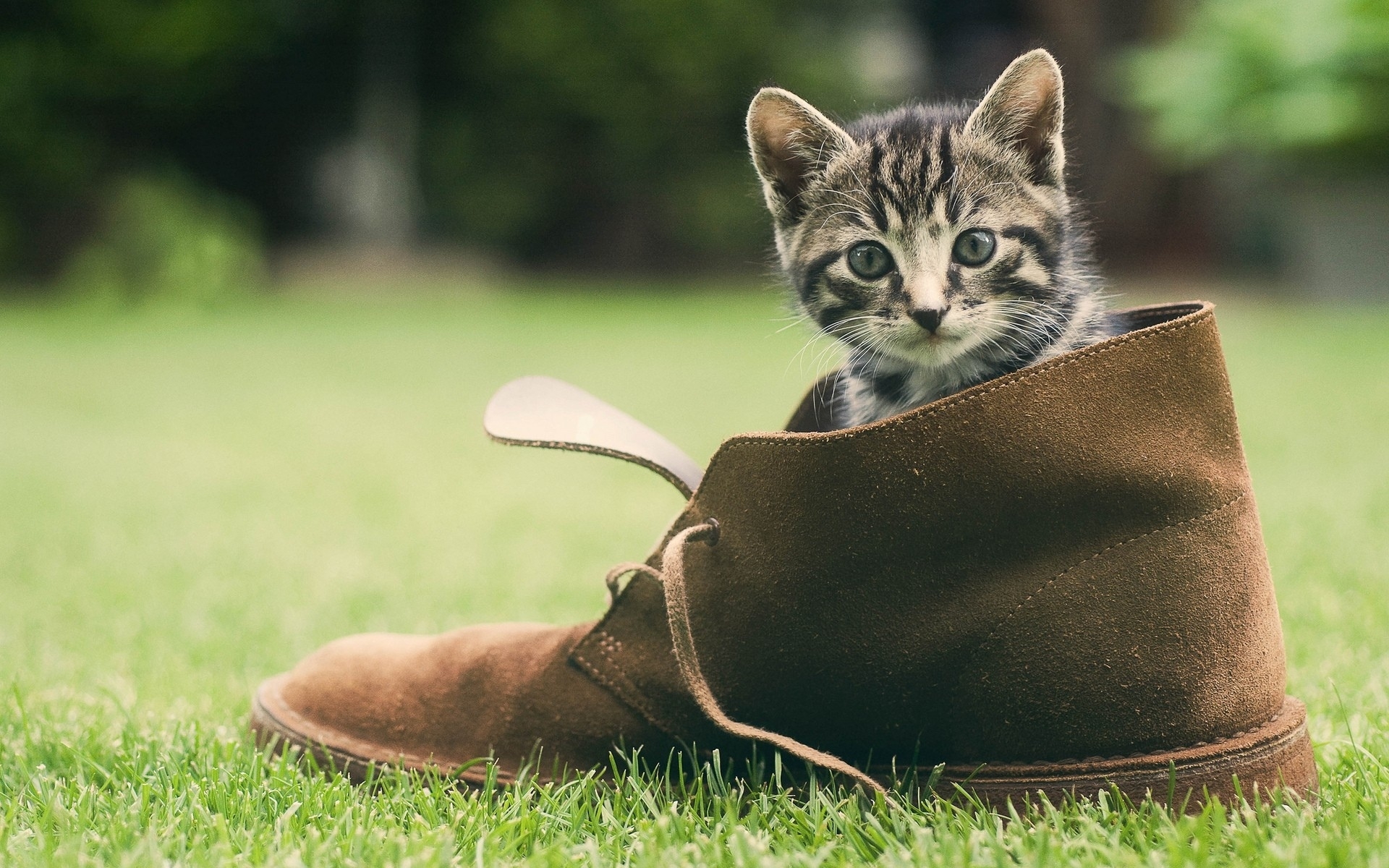 Обои котенок туфли трава на рабочий стол