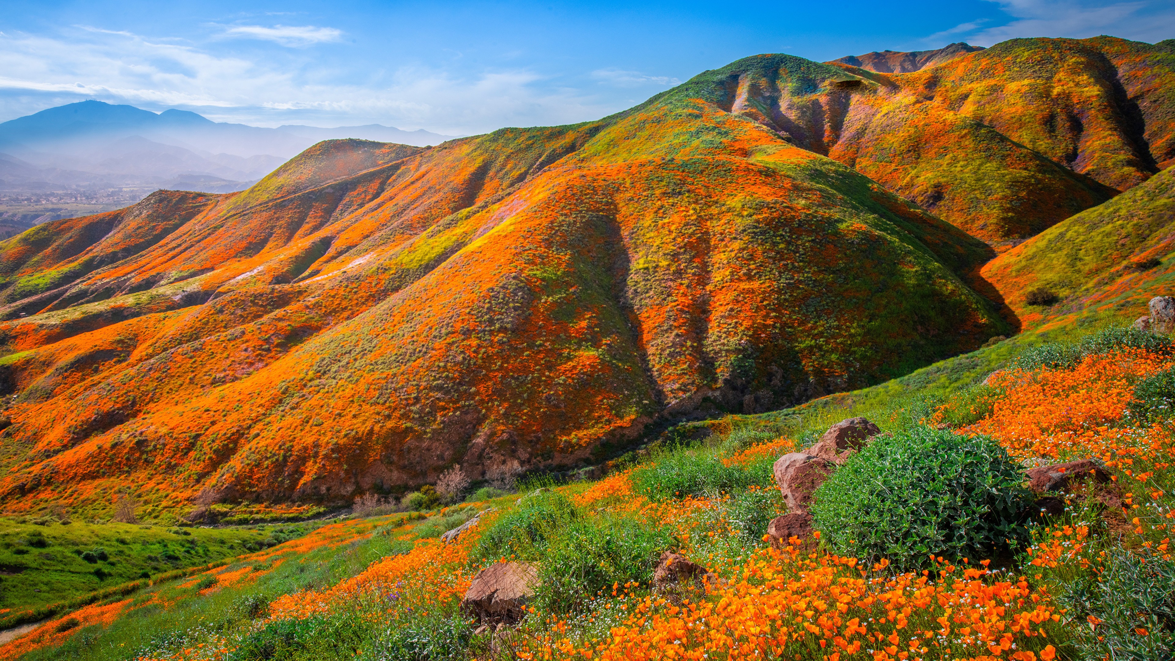 Free photo Poppies cover the landscape