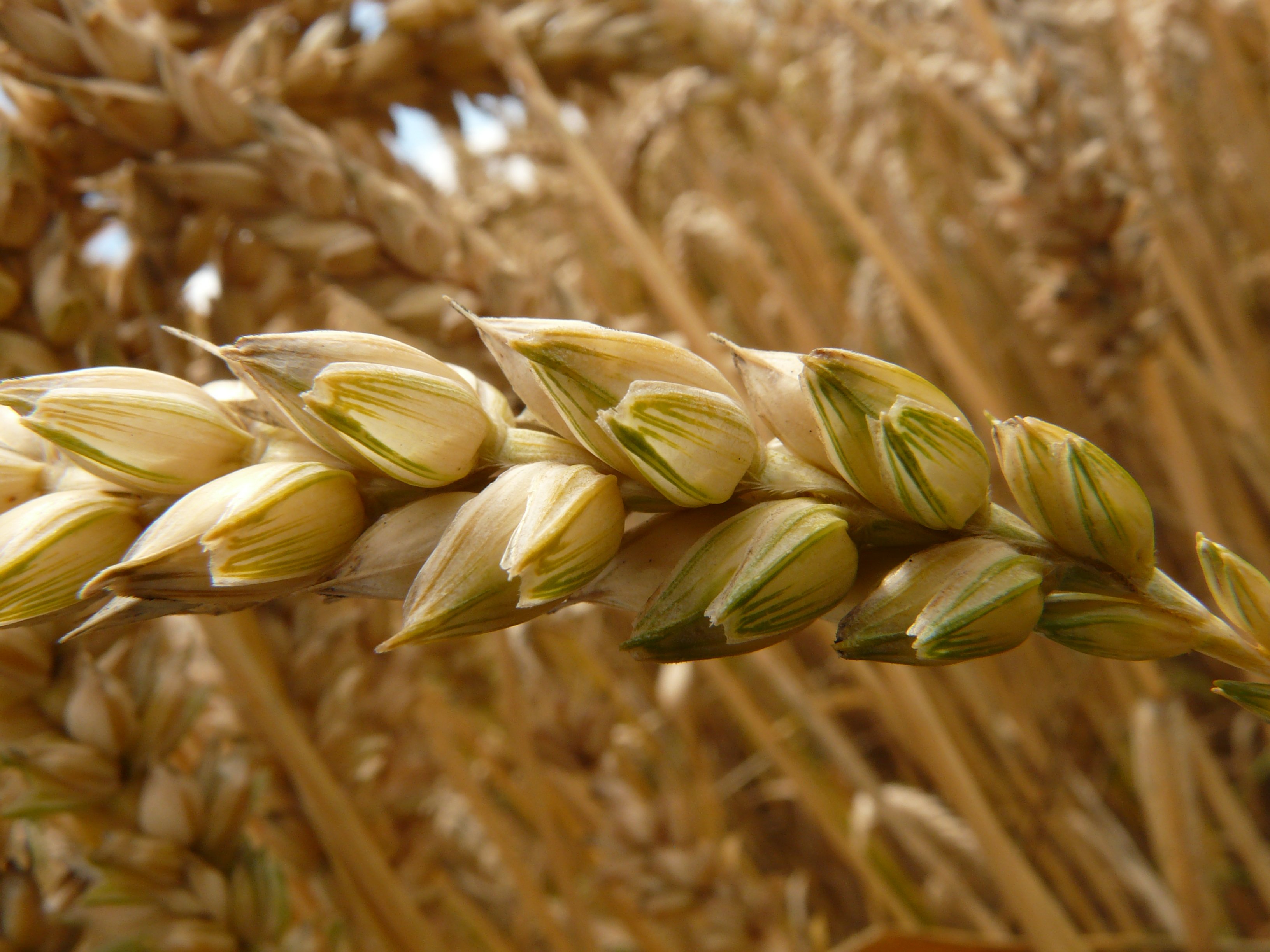 Free photo Cornfield sprig of grain