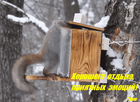 主题为木材 松鼠 希望的明信片免费下载