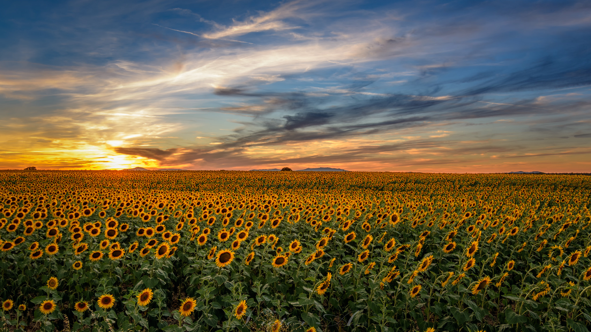 Wallpapers sky sunflowers sunset sun on the desktop