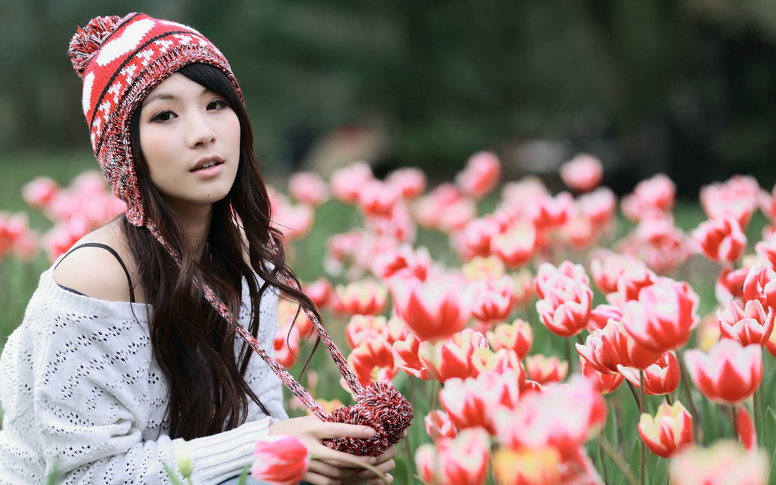 Wallpapers flowers nature red on the desktop