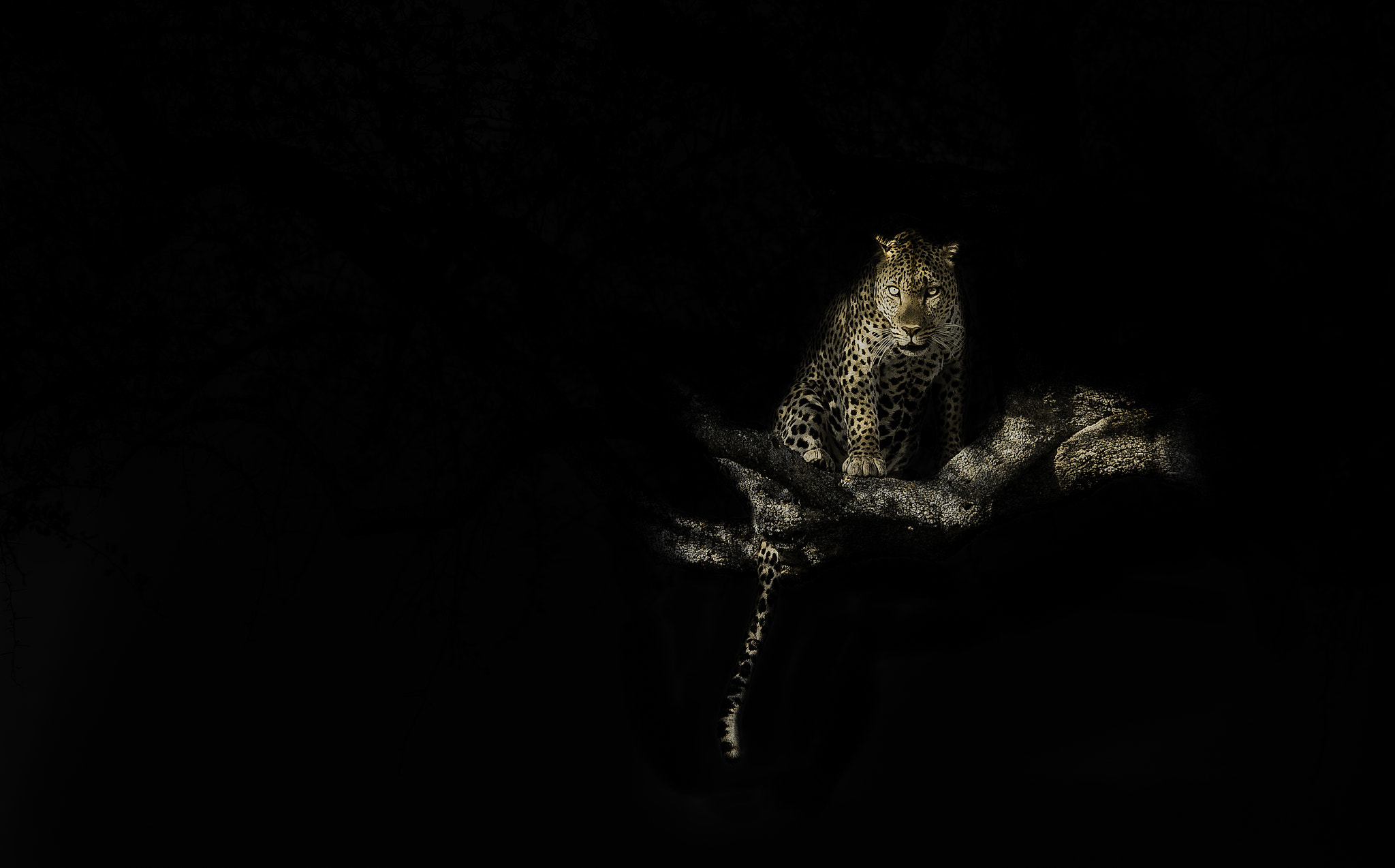 桌面上的壁纸树上的豹子 黑色背景 大鳄