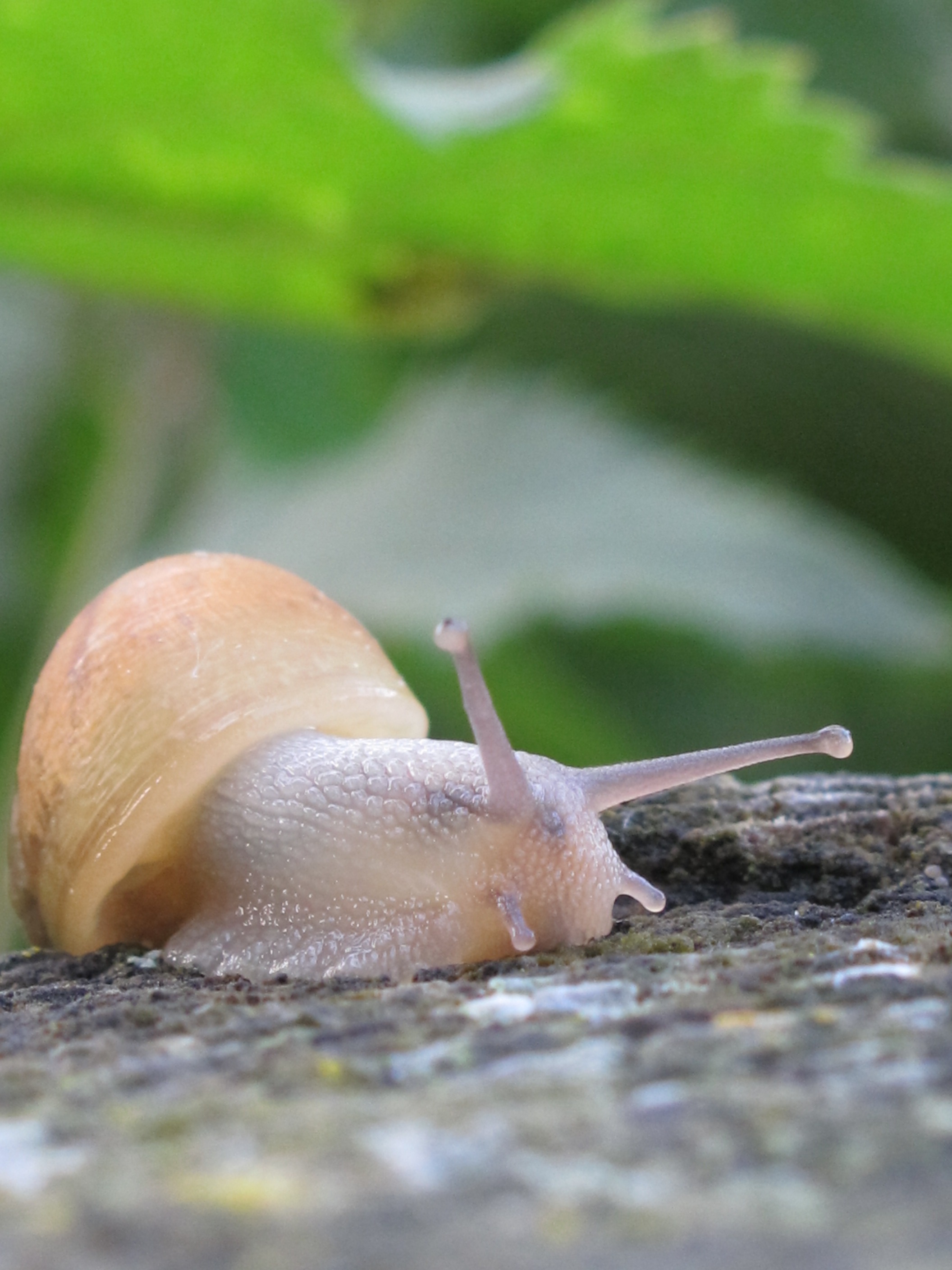 Free photo Little snail