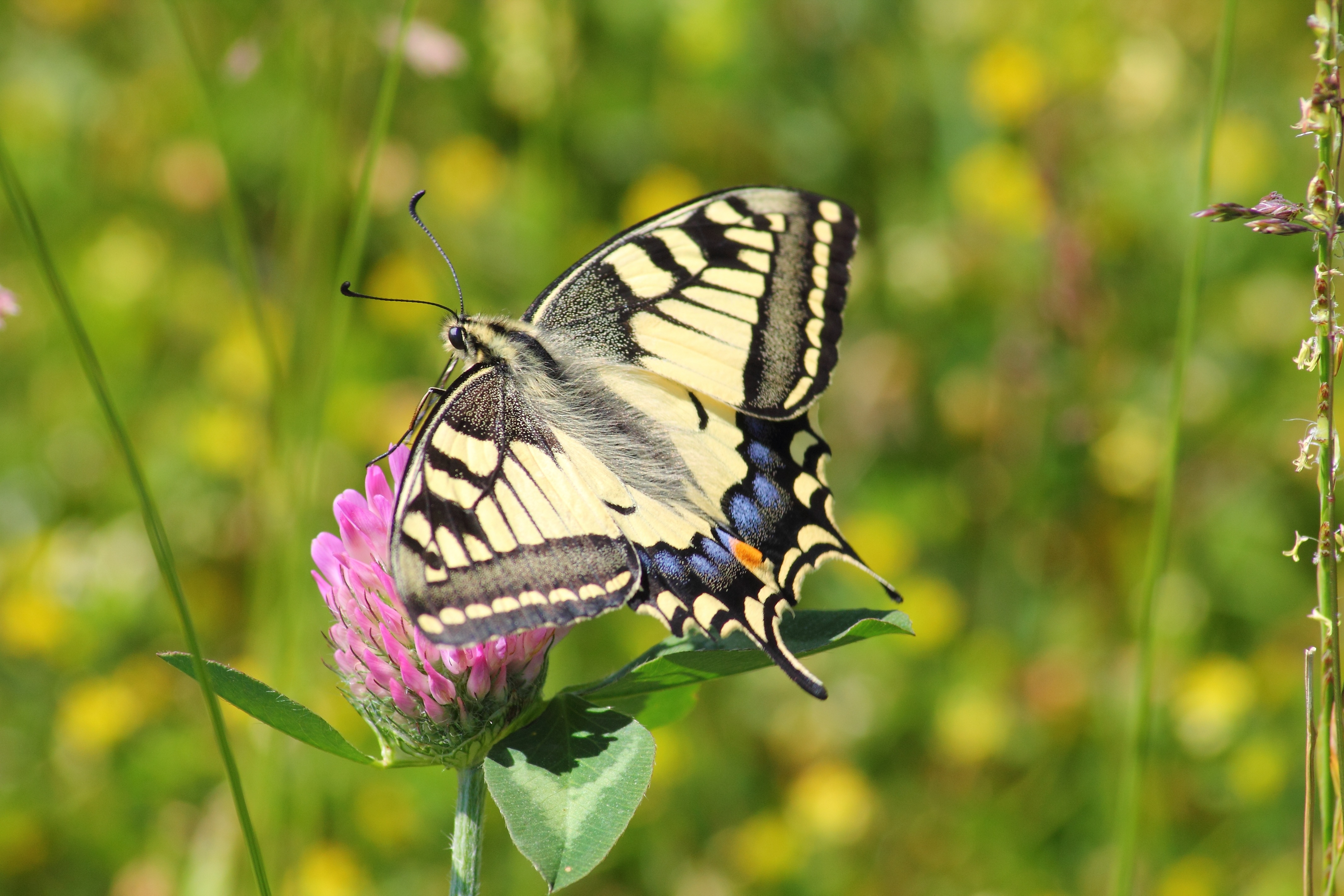 Free photo A beautiful butterfly on a pink flower