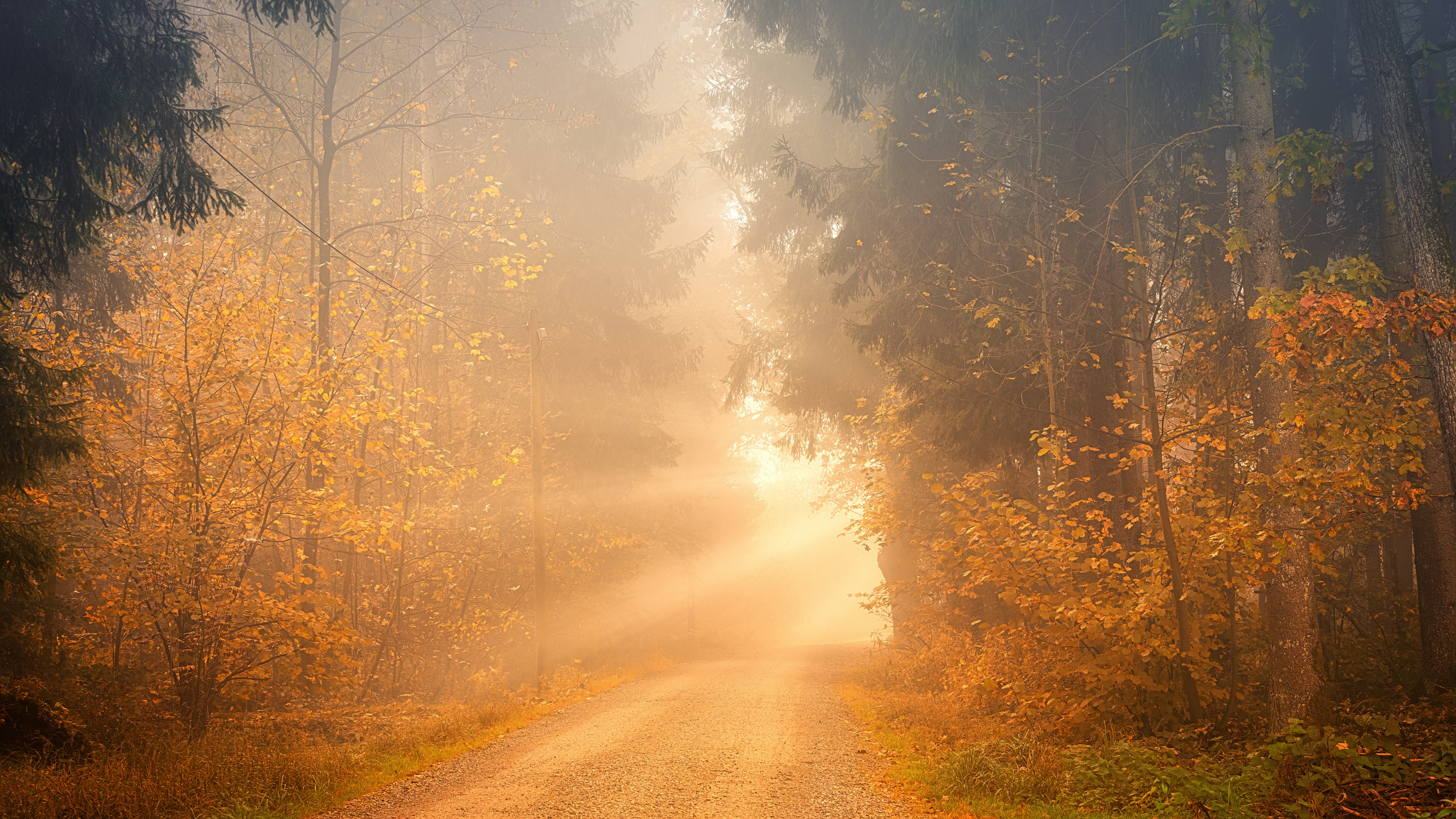 Free photo Photo free trees, forest - on the desktop