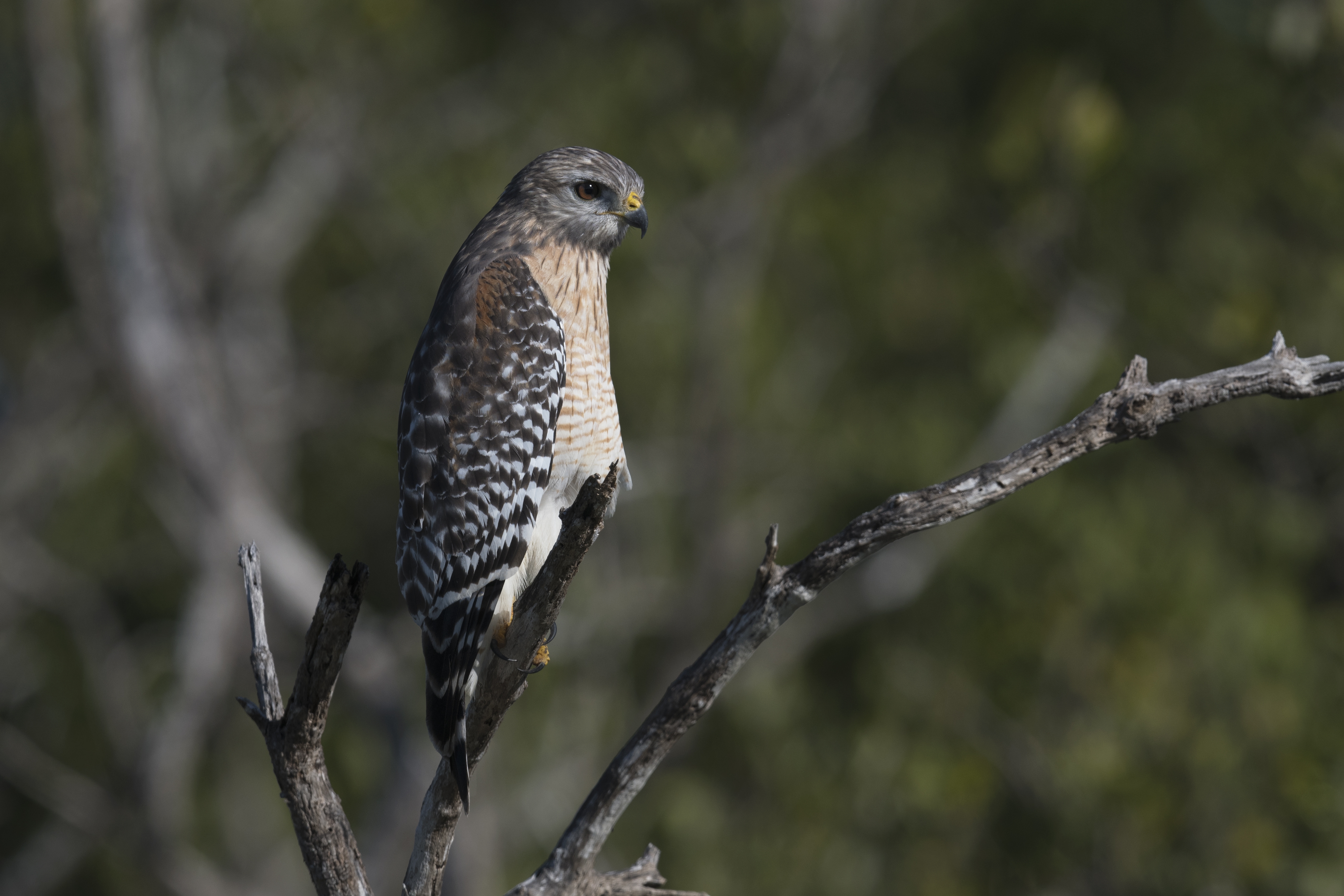 Wallpapers wallpaper falcon birds predator birds on the desktop