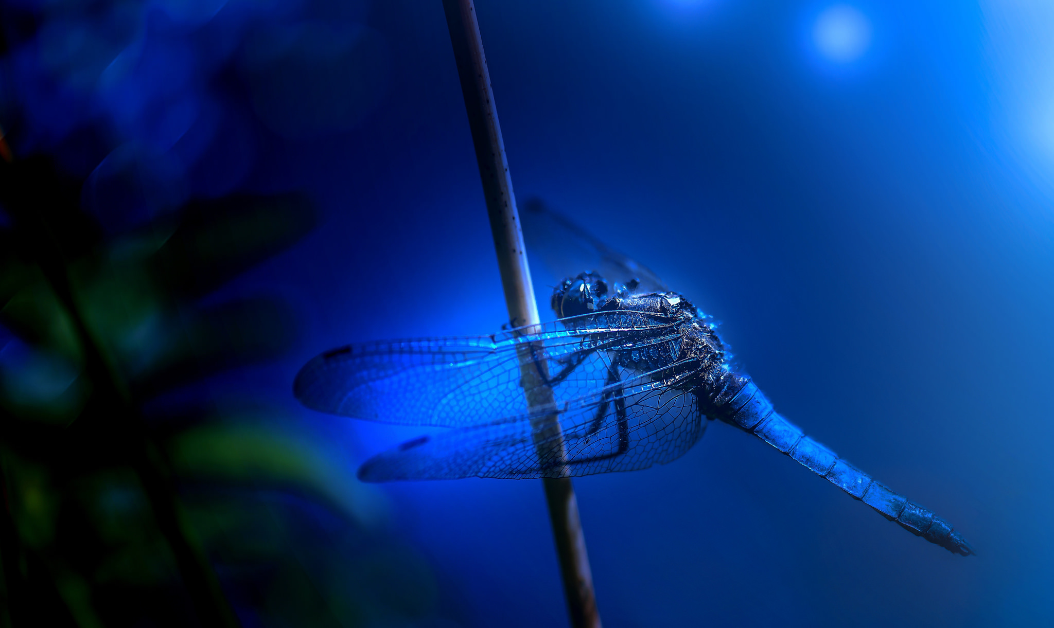 Wallpapers Solomina dragonfly blue background on the desktop