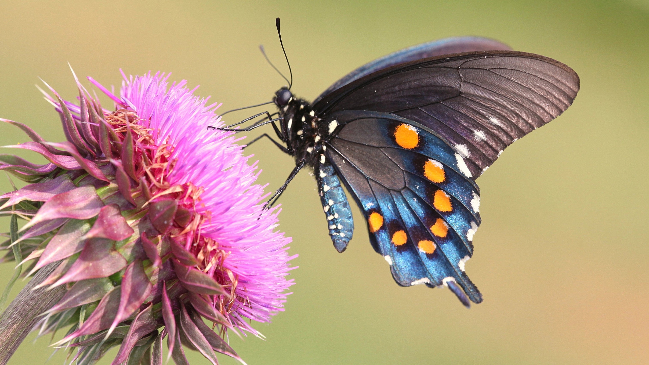 一只蓝蝴蝶从一朵粉红色的花中采集花蜜
