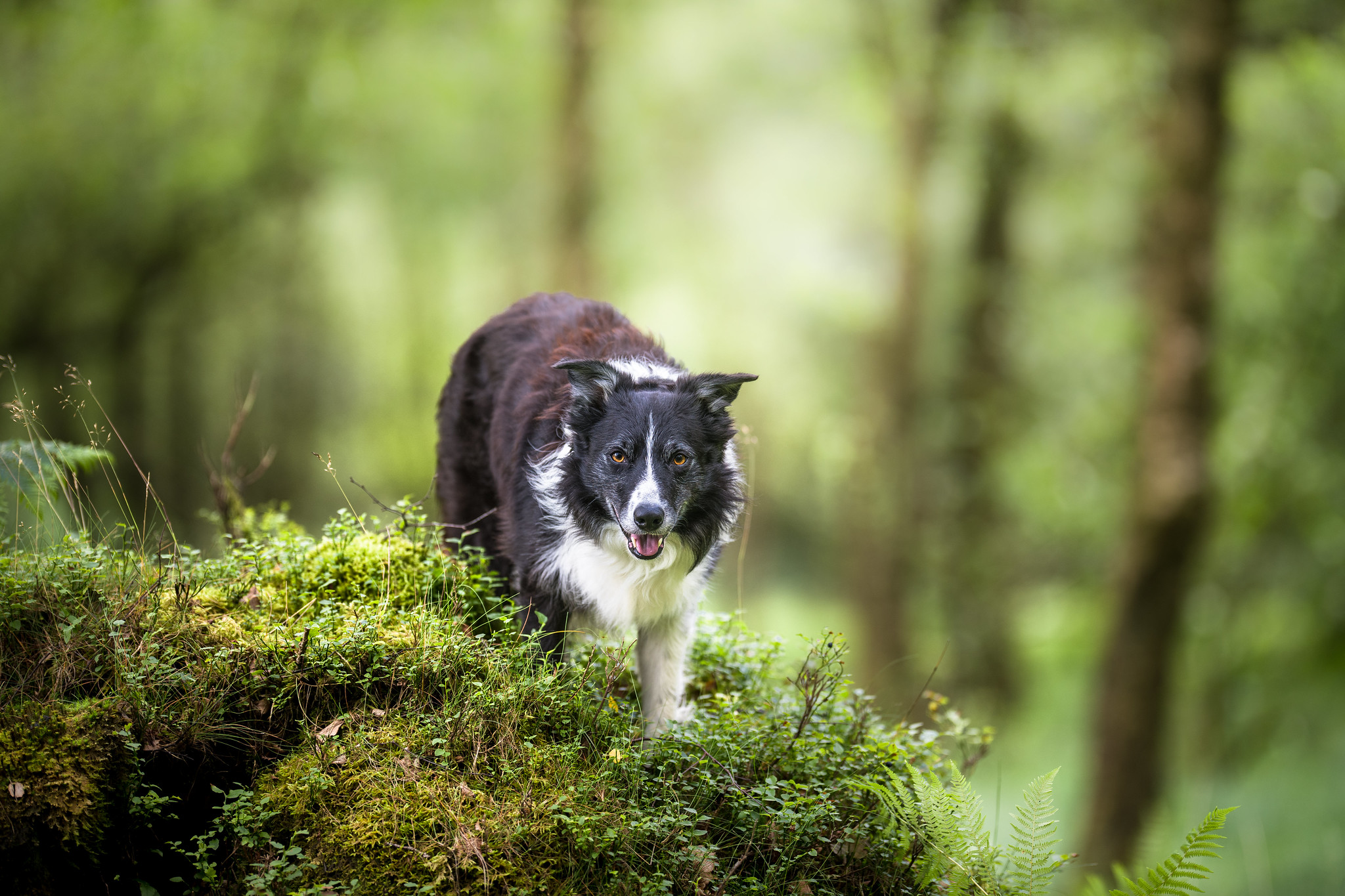 Wallpapers photograph pet border collie on the desktop