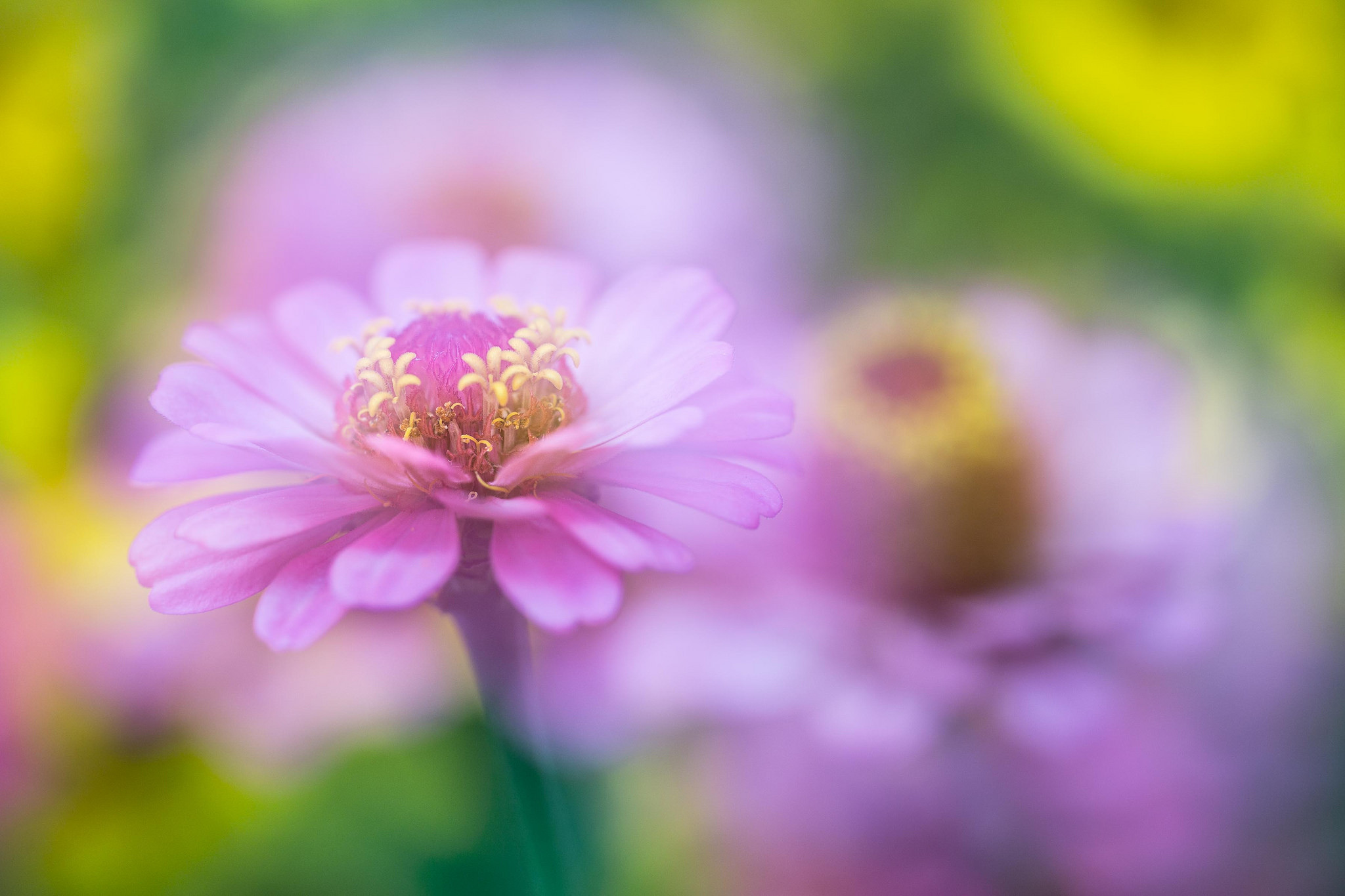 Wallpapers flower flowers macro on the desktop