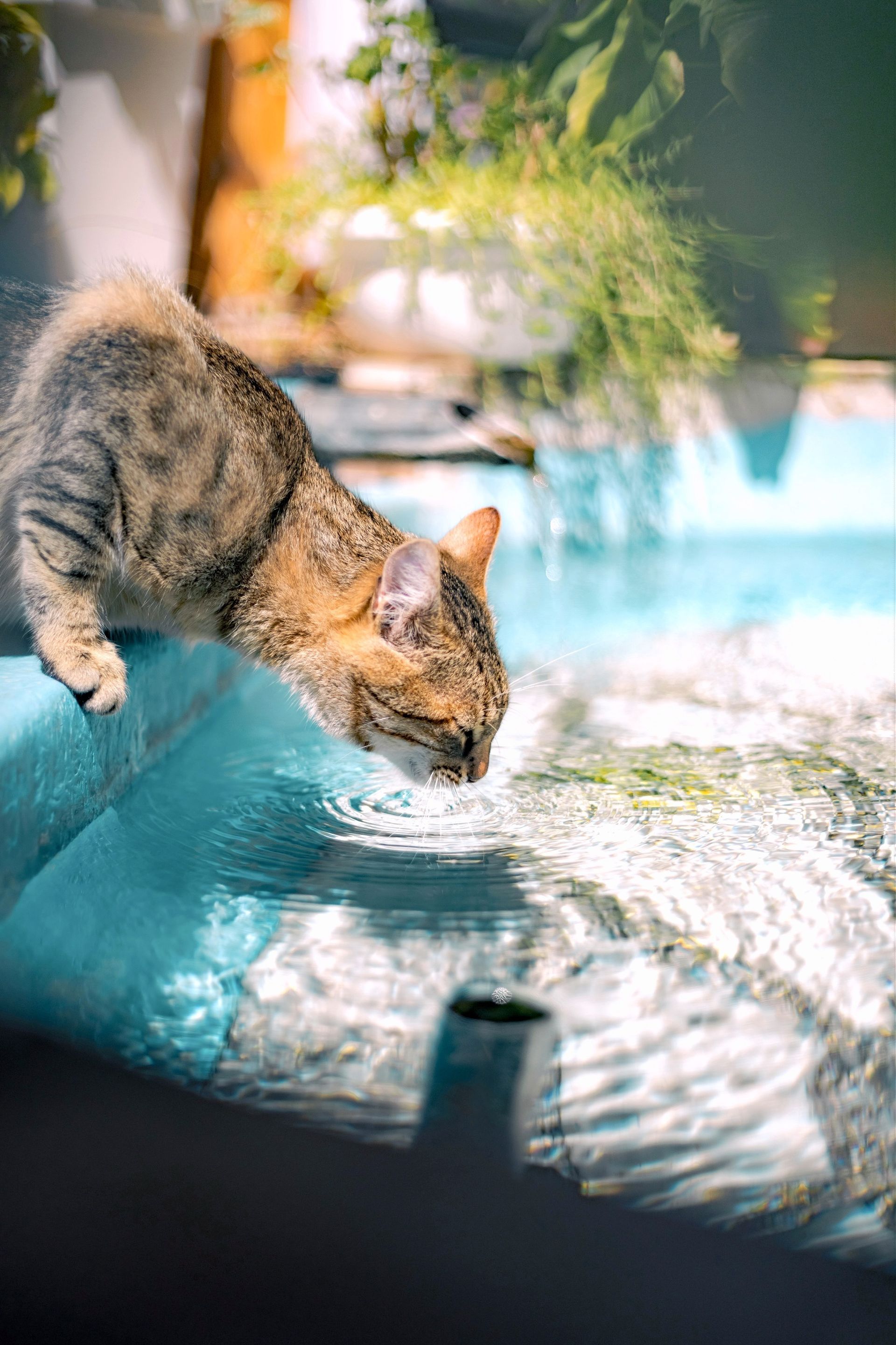 Бесплатное фото Кошка пьет воду.