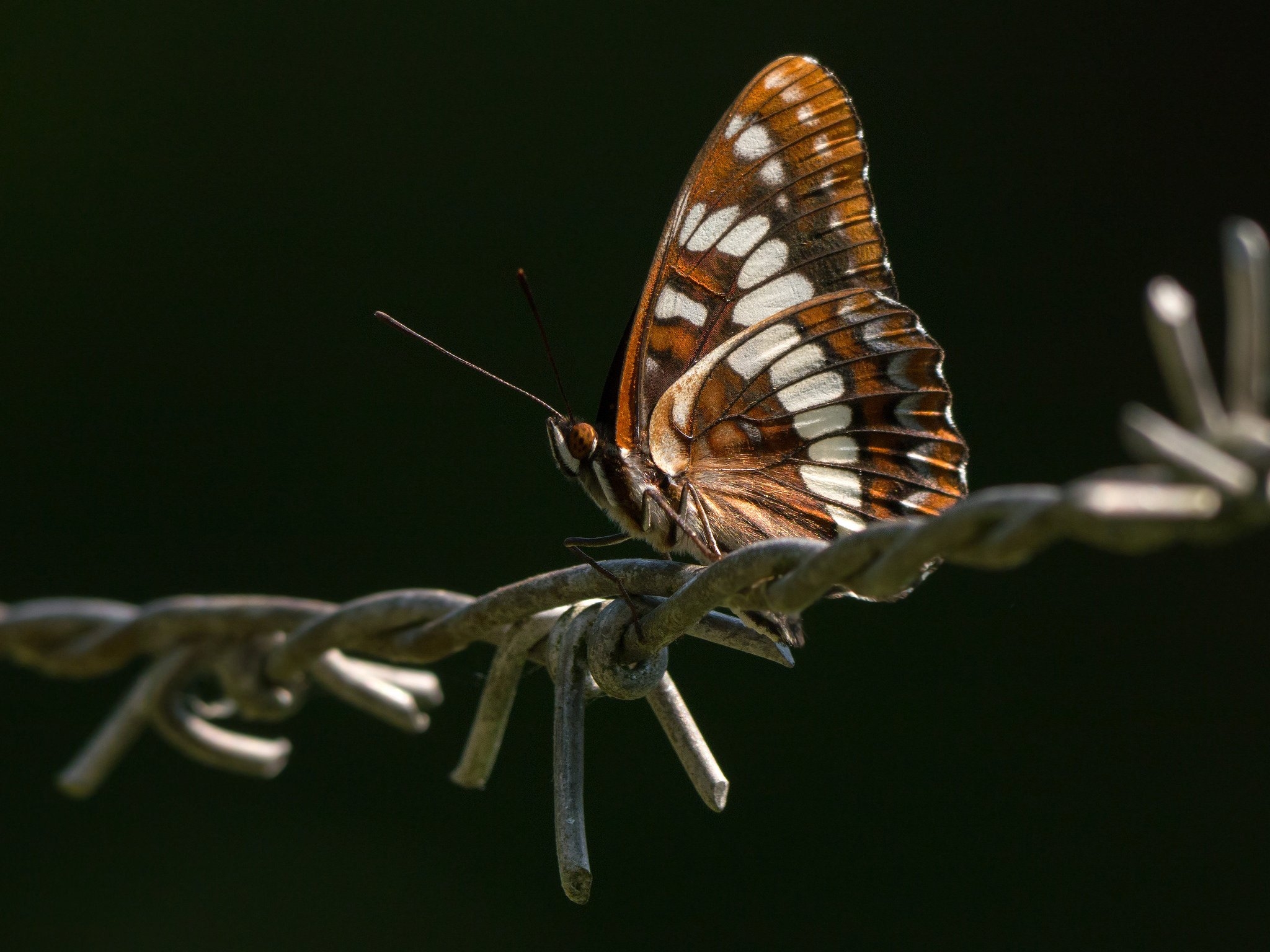 一只蝴蝶坐在有刺的铁丝网上