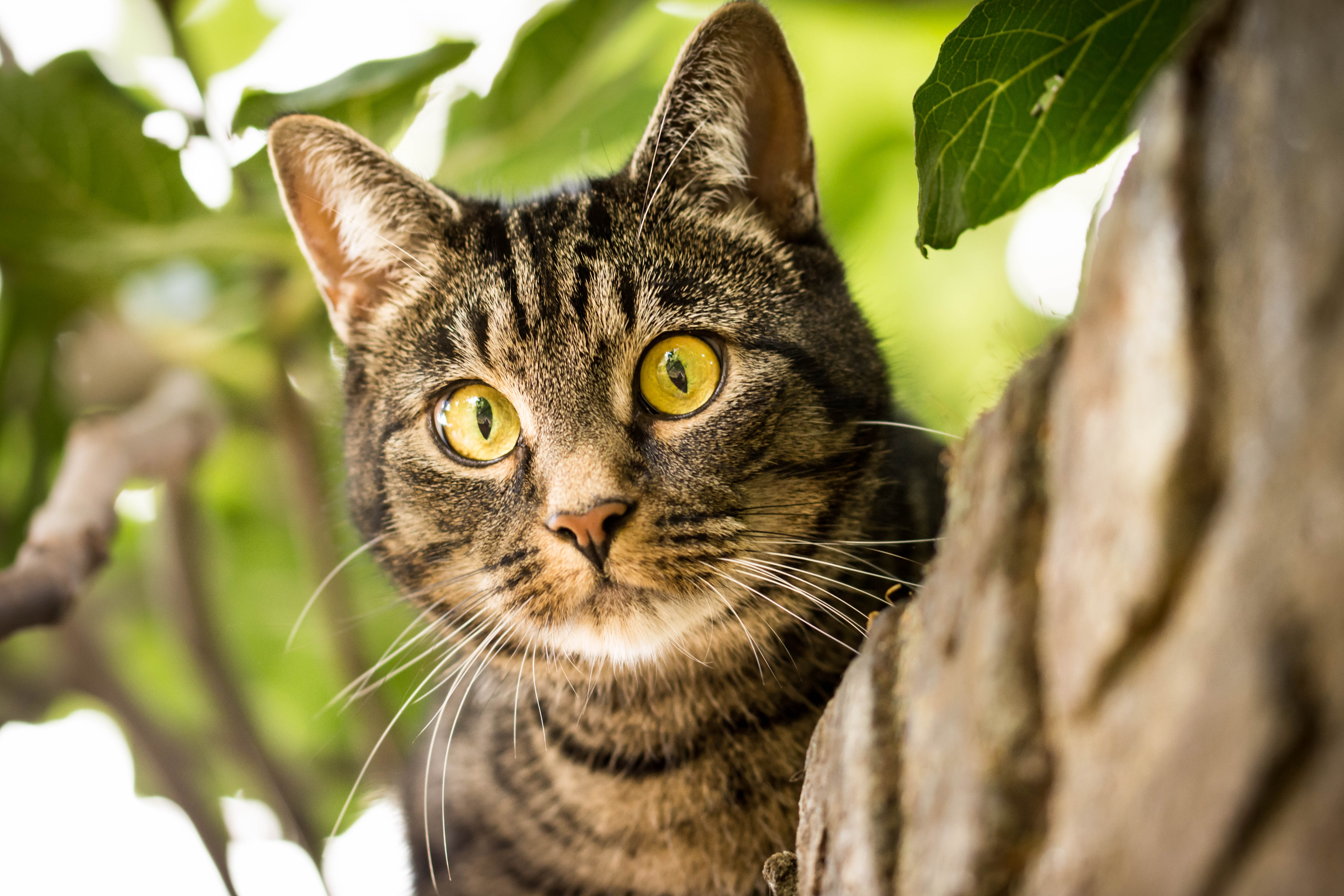 Free photo Squinty cat in a tree