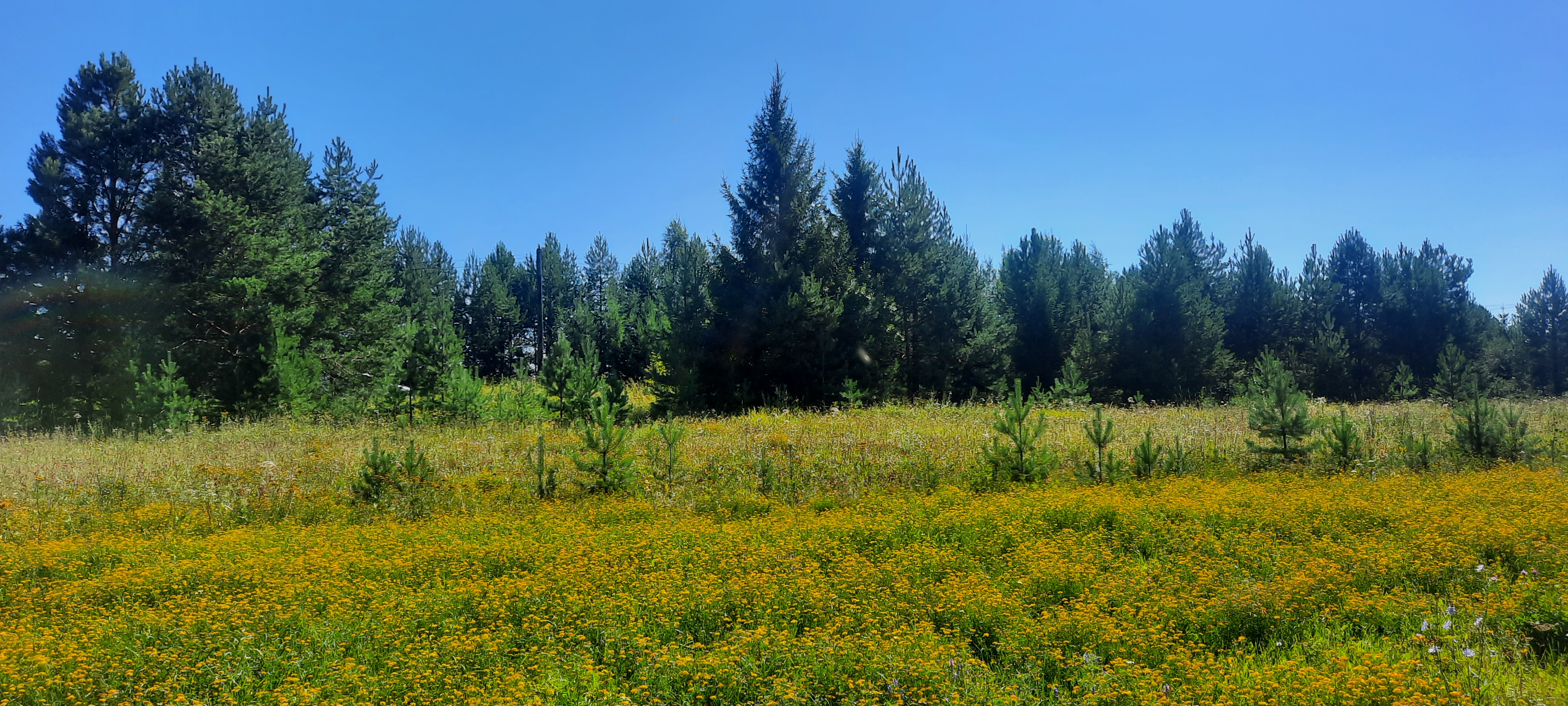 Free photo The field by the road