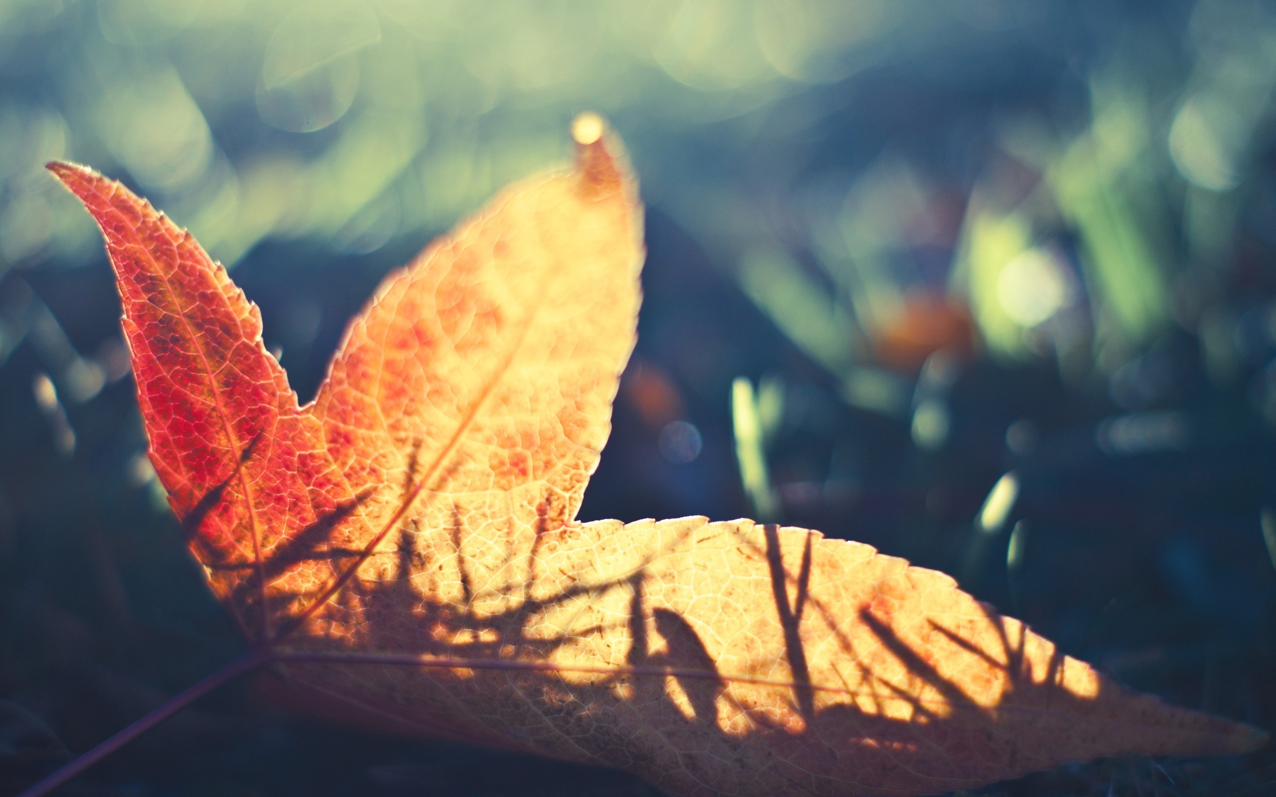Wallpapers leaves nature Wallpaper on the desktop