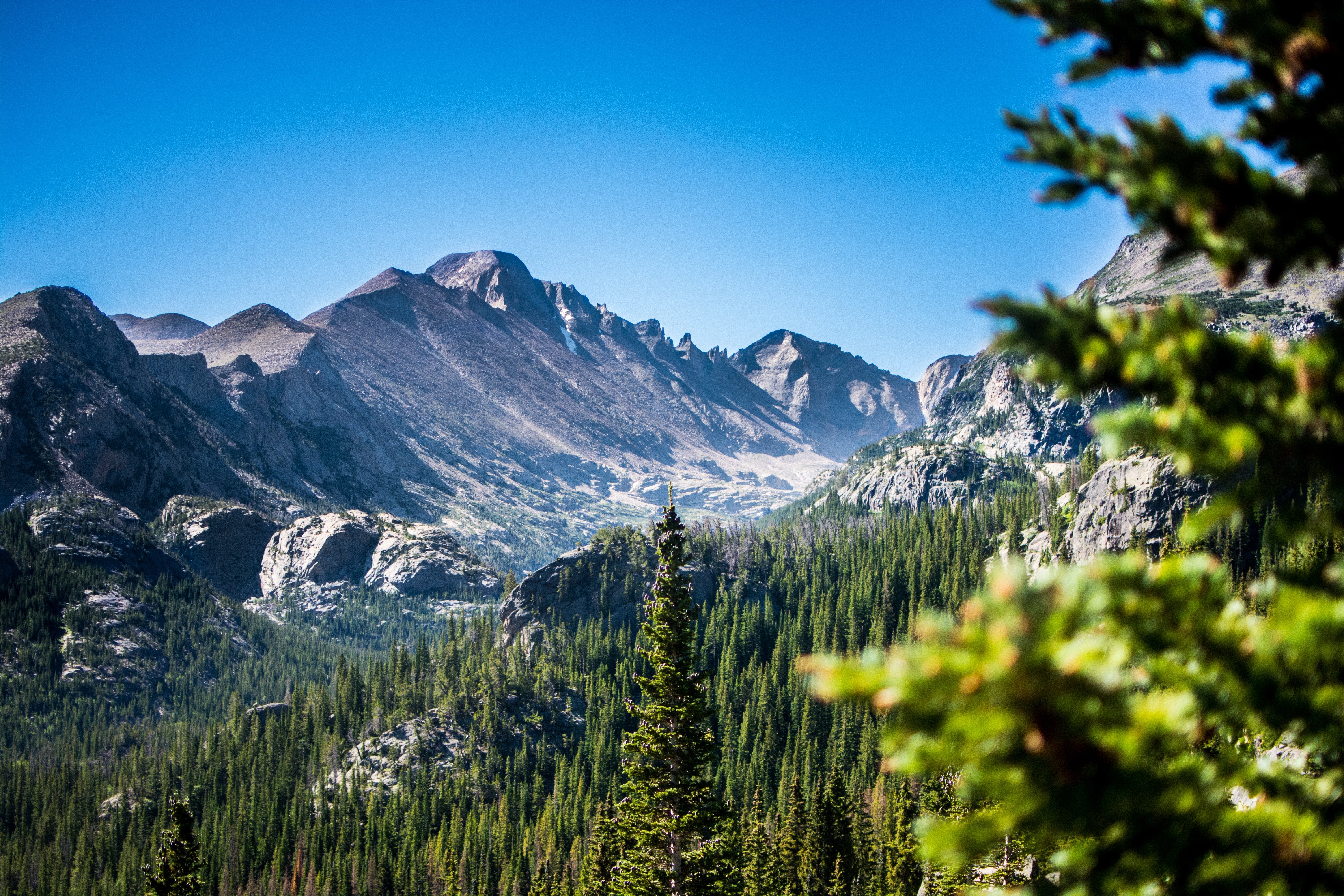 Wallpapers ridge coniferous tree pine family on the desktop