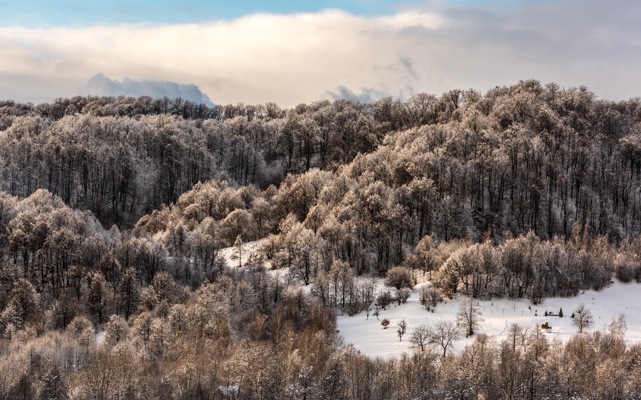 桌面上的壁纸森林壁纸 树木 美丽