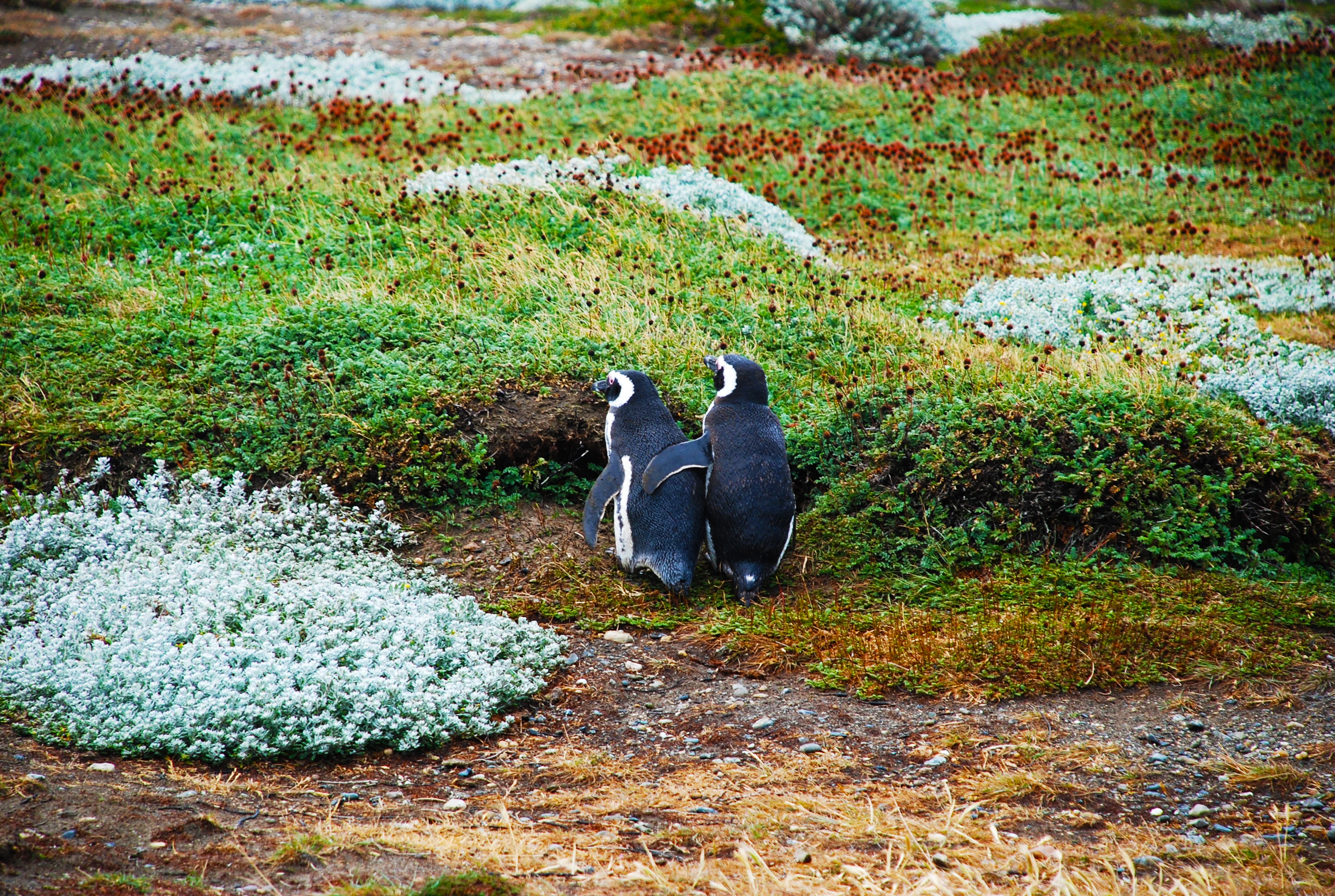 Wallpapers wallpaper penguins view from behind couple on the desktop