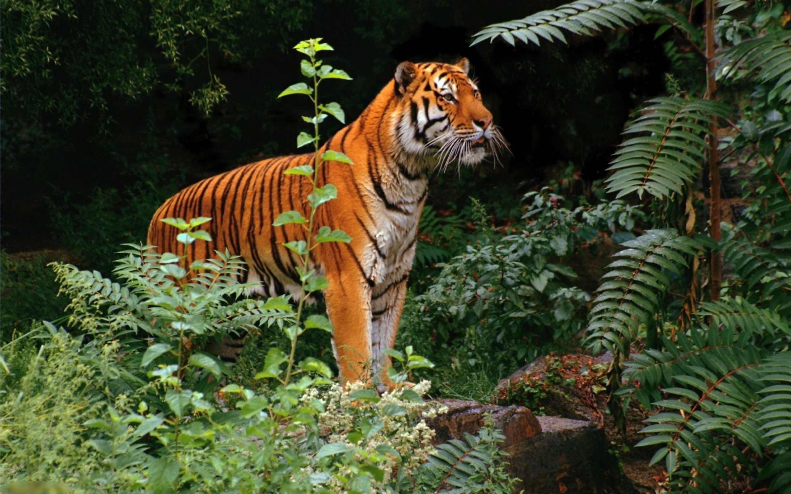 一只美丽的老虎走出丛林