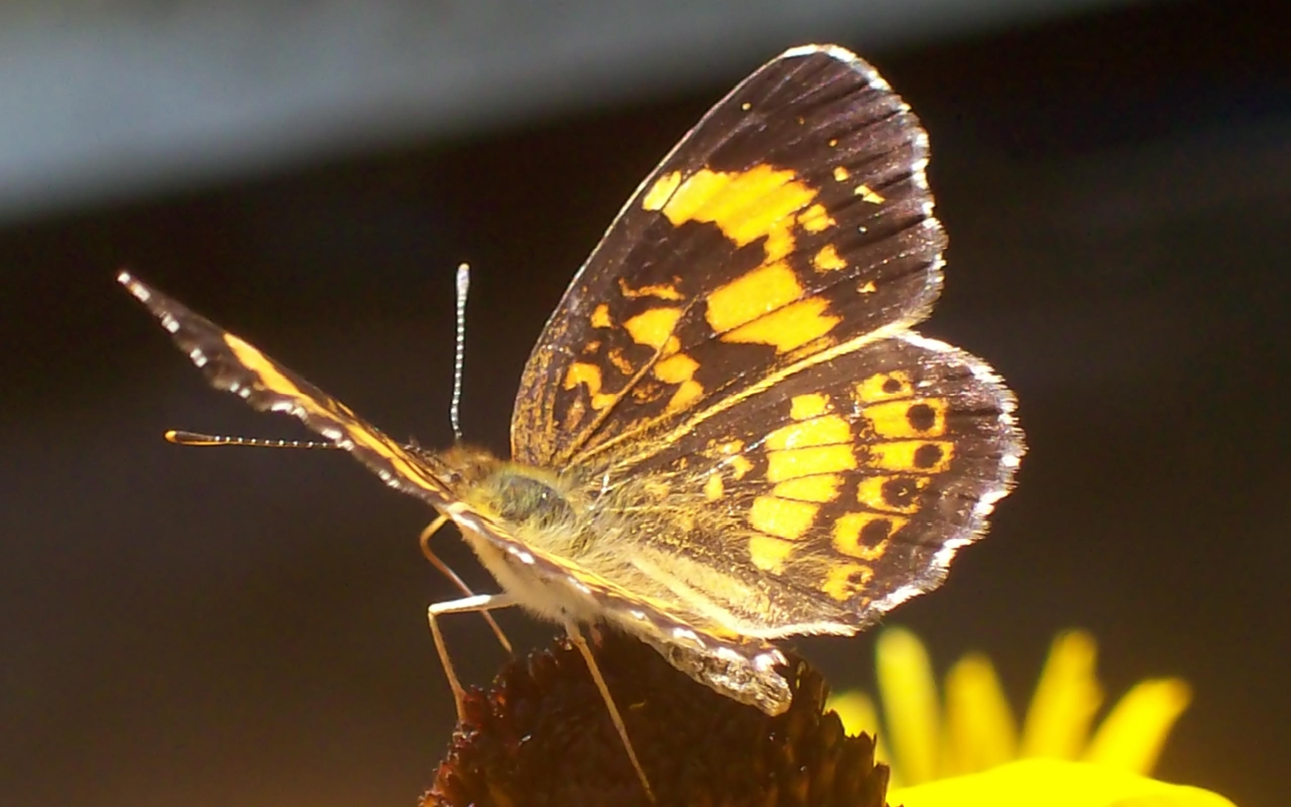 Free photo A butterfly with black and yellow wings.