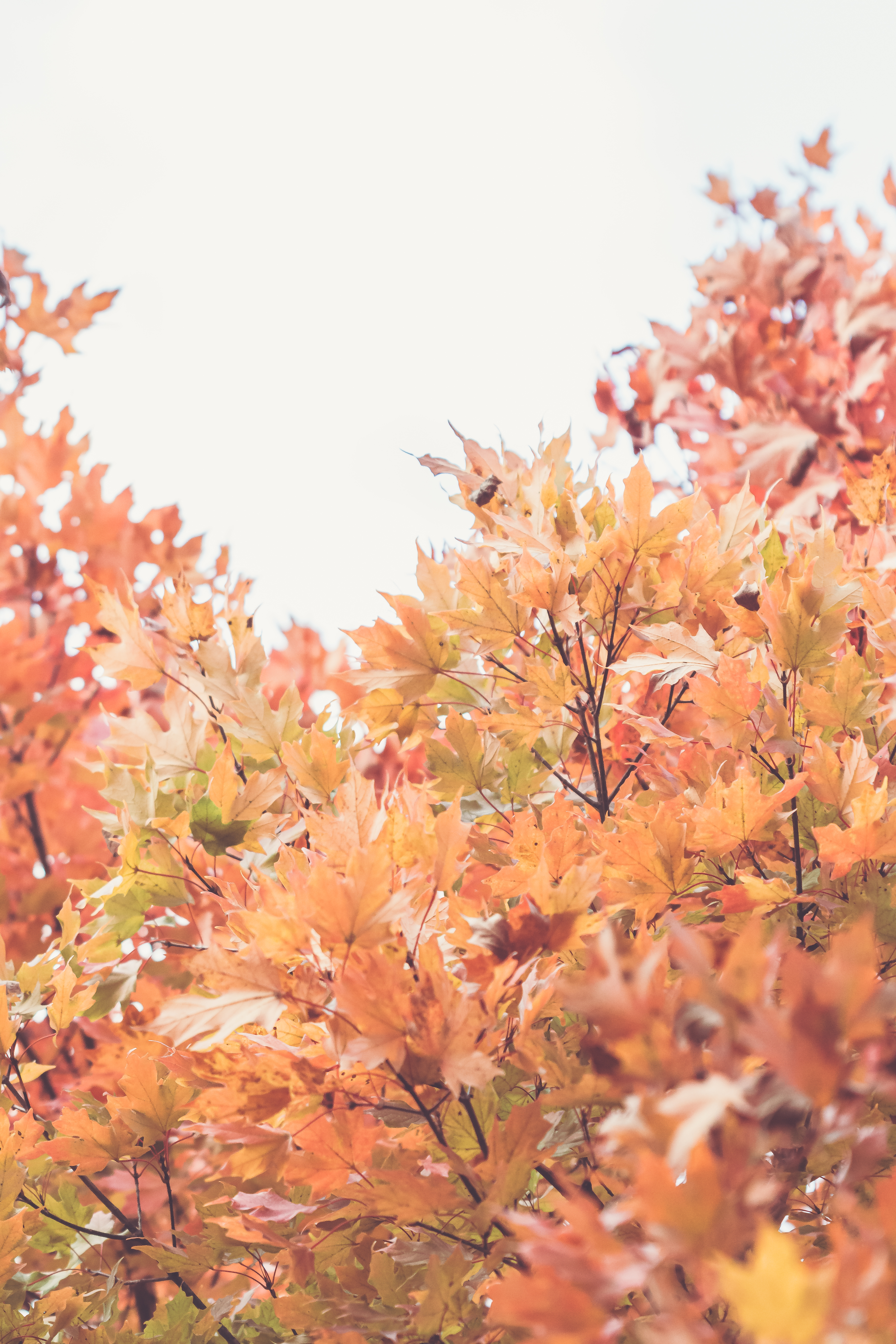 Обои падение осень листья на рабочий стол