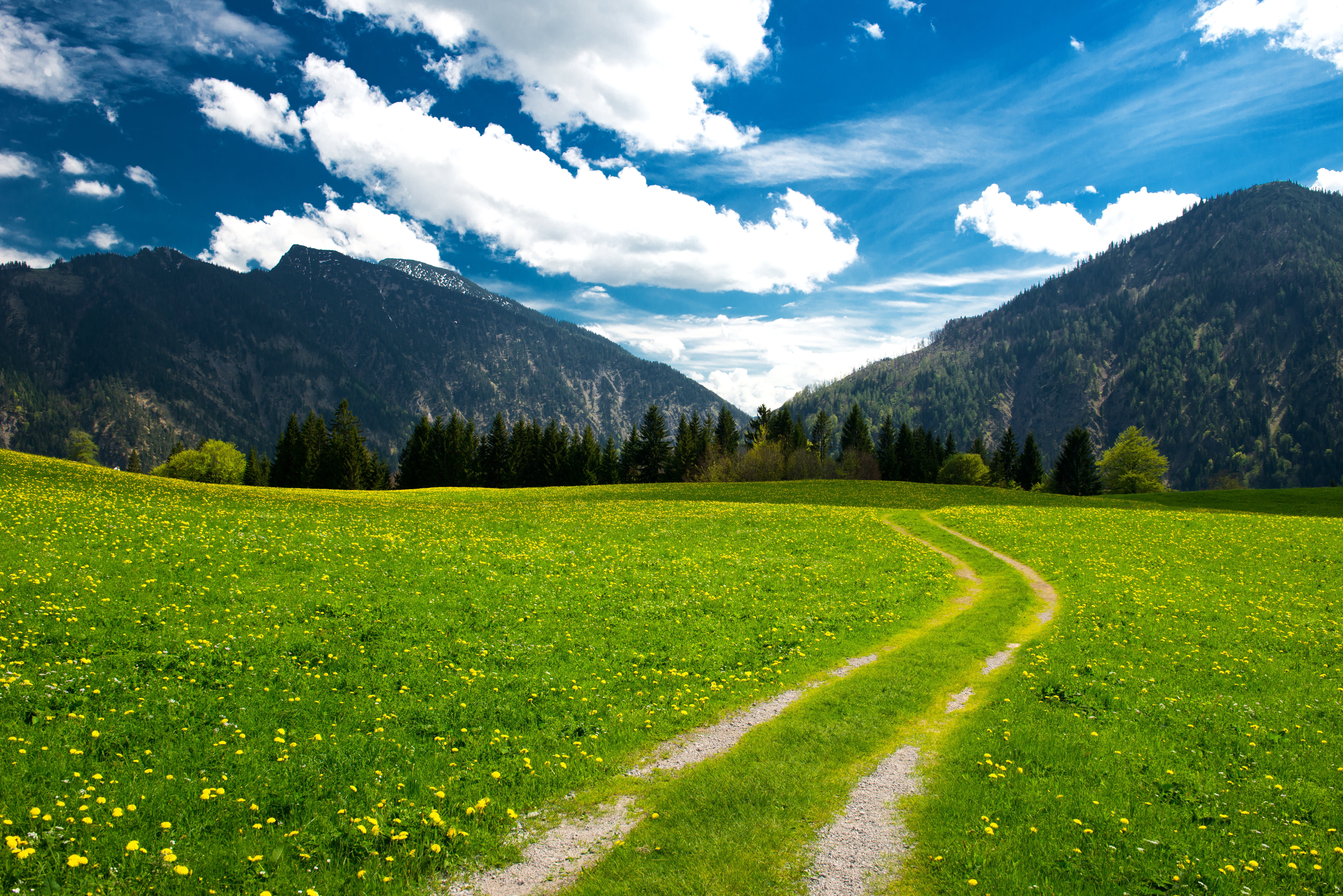 Free photo Car tracks on a green field