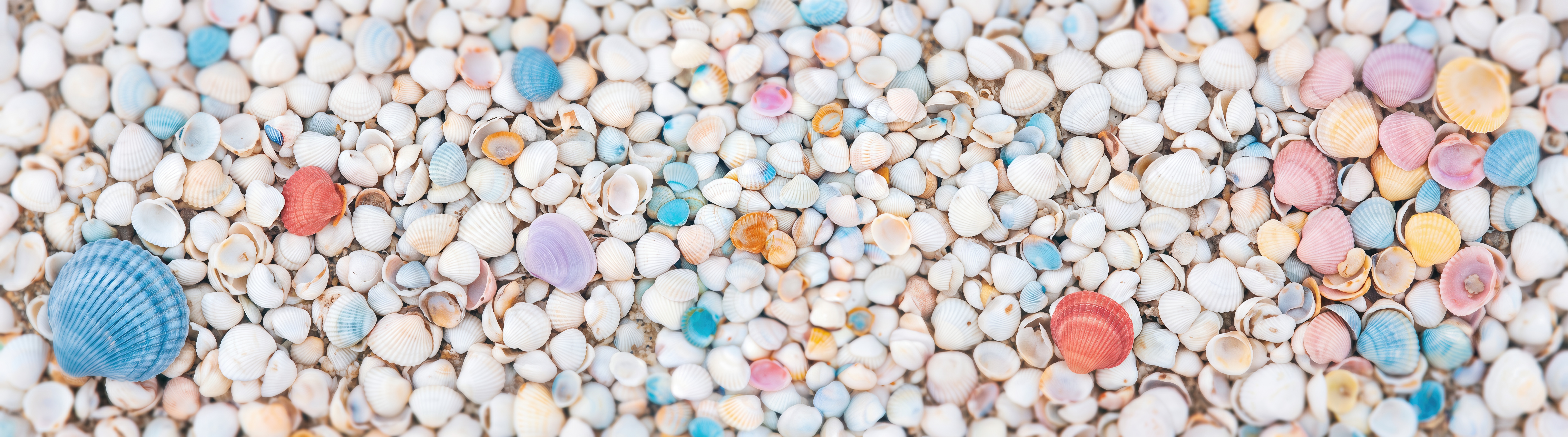 Free photo An aesthetic summer pattern of shells of different shapes, creating a feeling of the seaside.