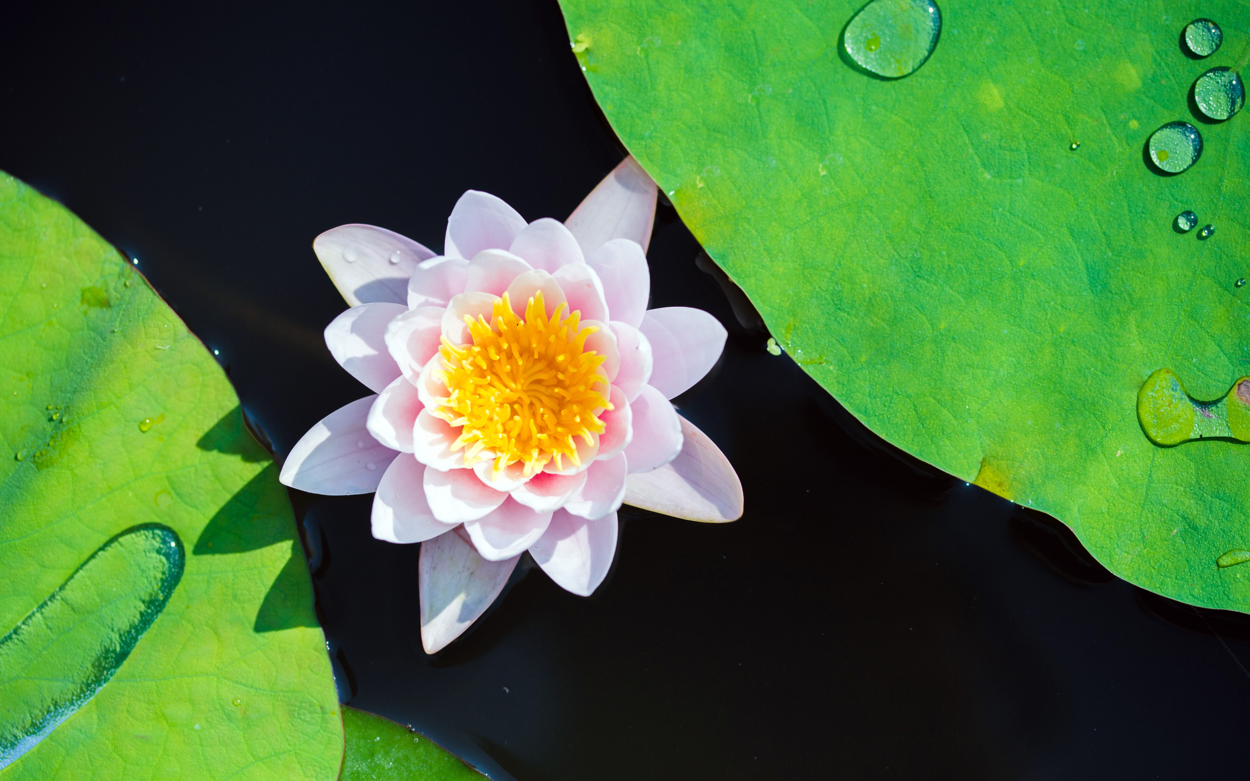 Wallpapers wallpaper pink lotus big leaves floating on the desktop