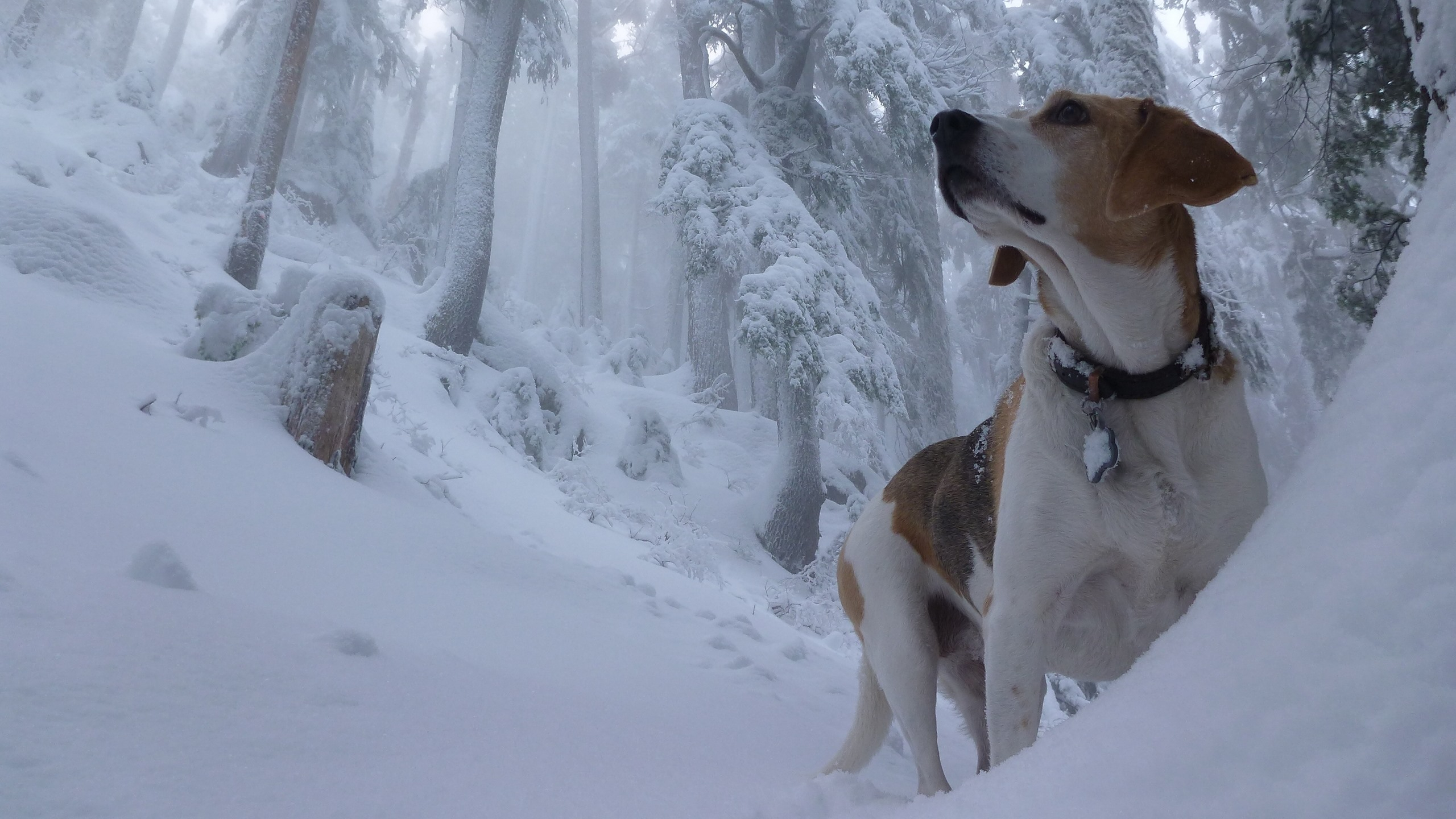 Wallpapers wallpaper puppy winter dog on the desktop