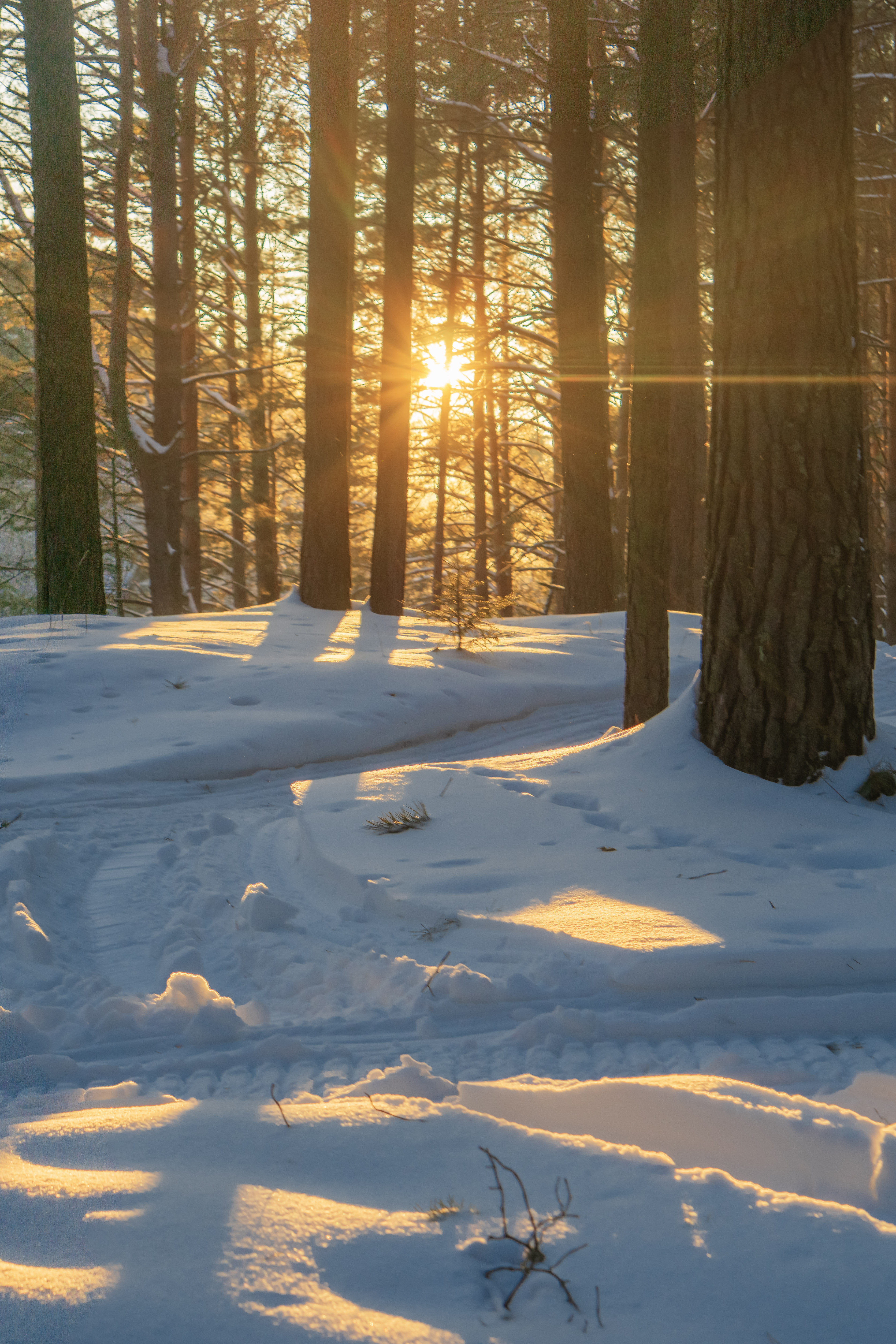 Бесплатное фото Зимний лес морознымднем