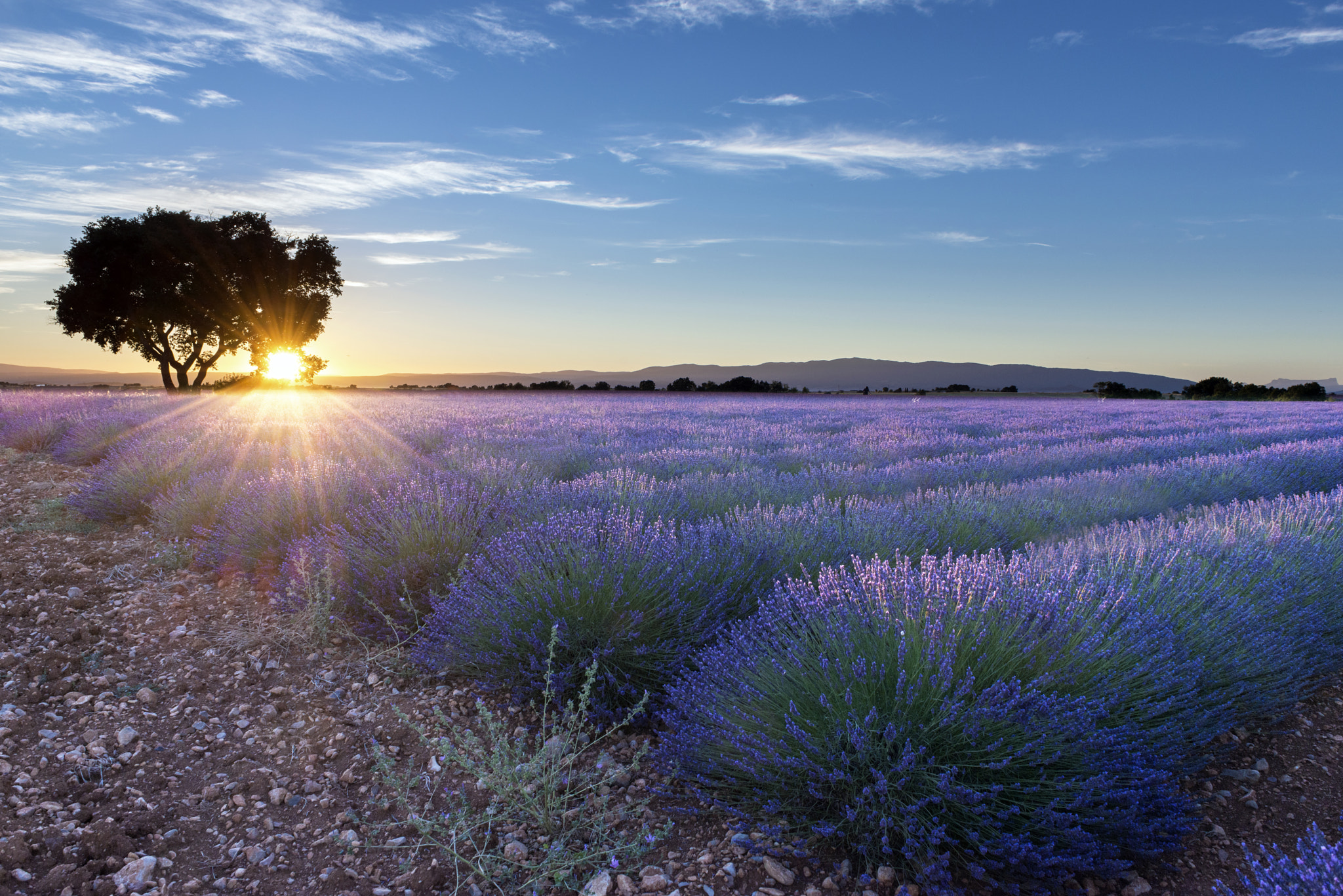 Wallpapers lavender field flowers tree on the desktop