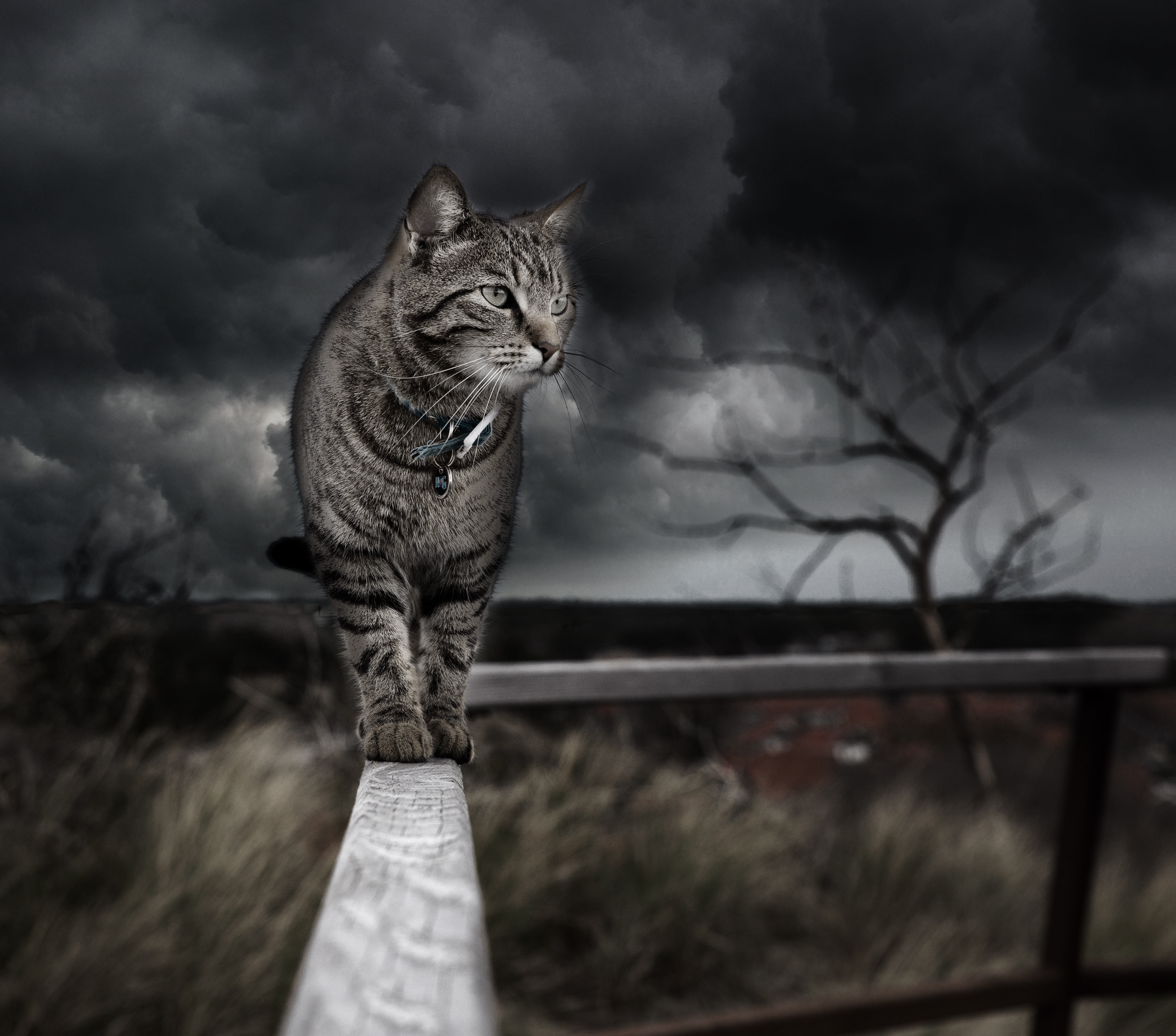 一只猫在恶劣天气下在木栅栏上行走