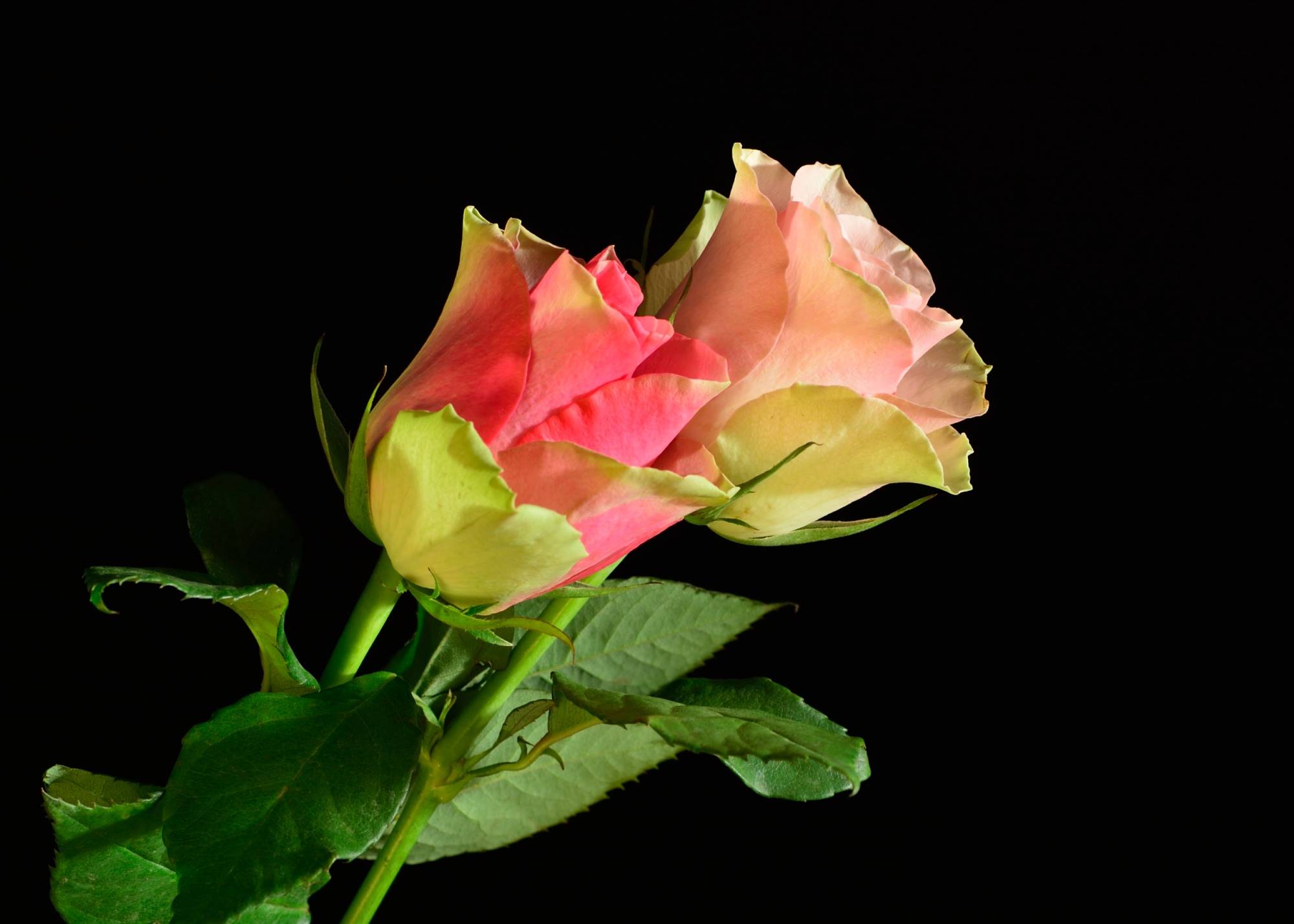 Обои цветок цветы две розы на рабочий стол