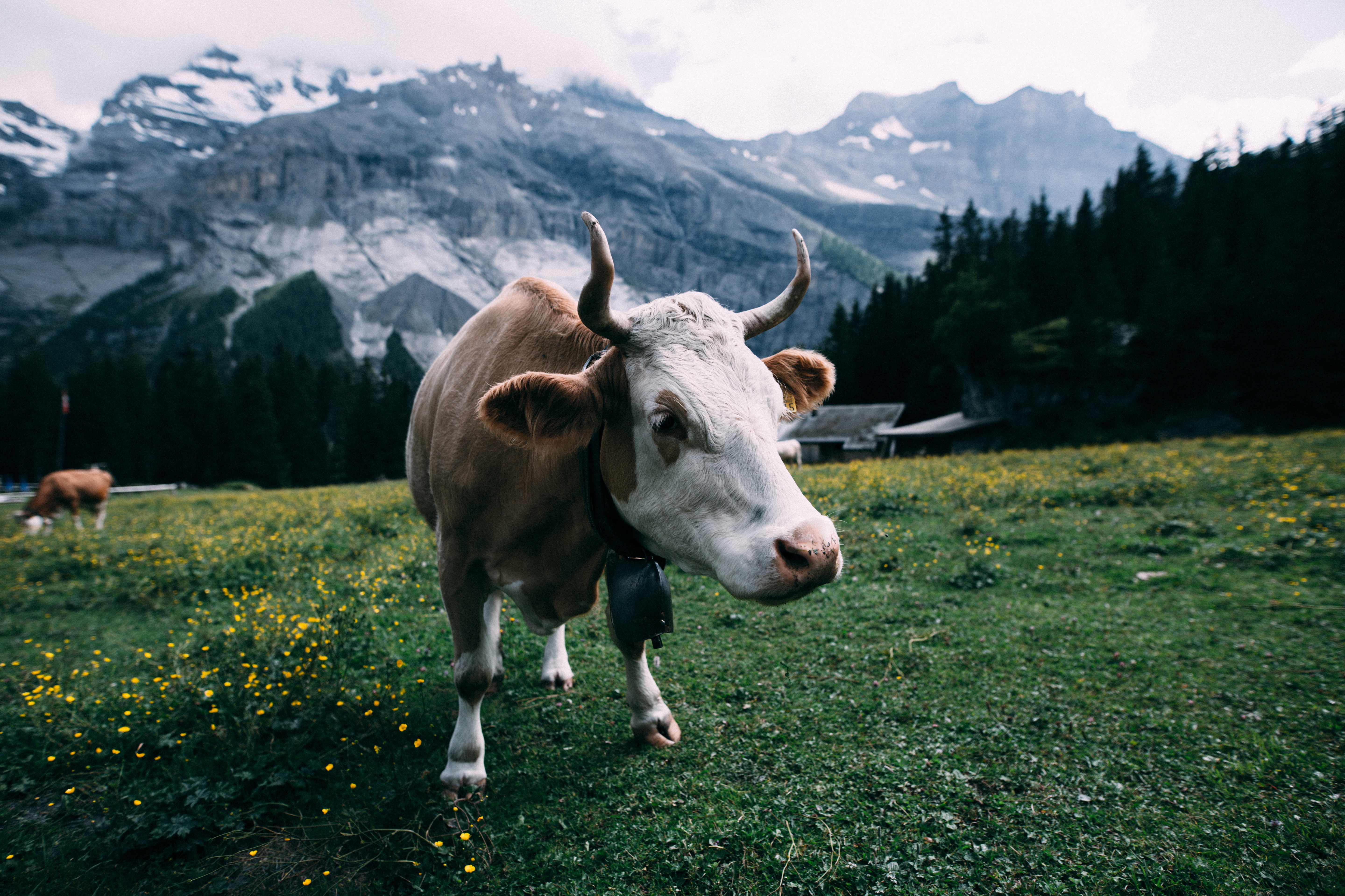 免费照片山中有角的公牛