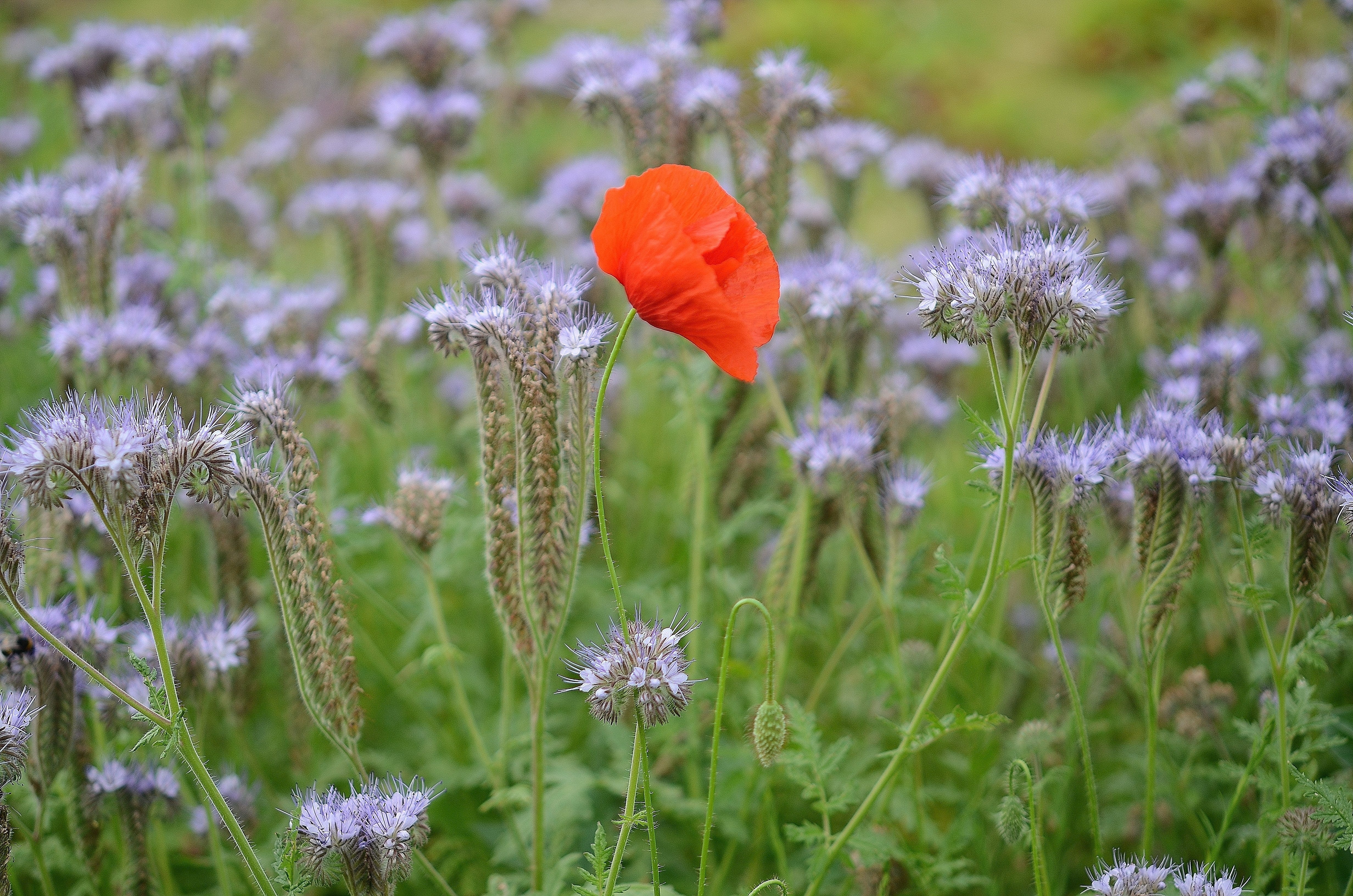 Free photo A red flower in a meadow among the lavenders.