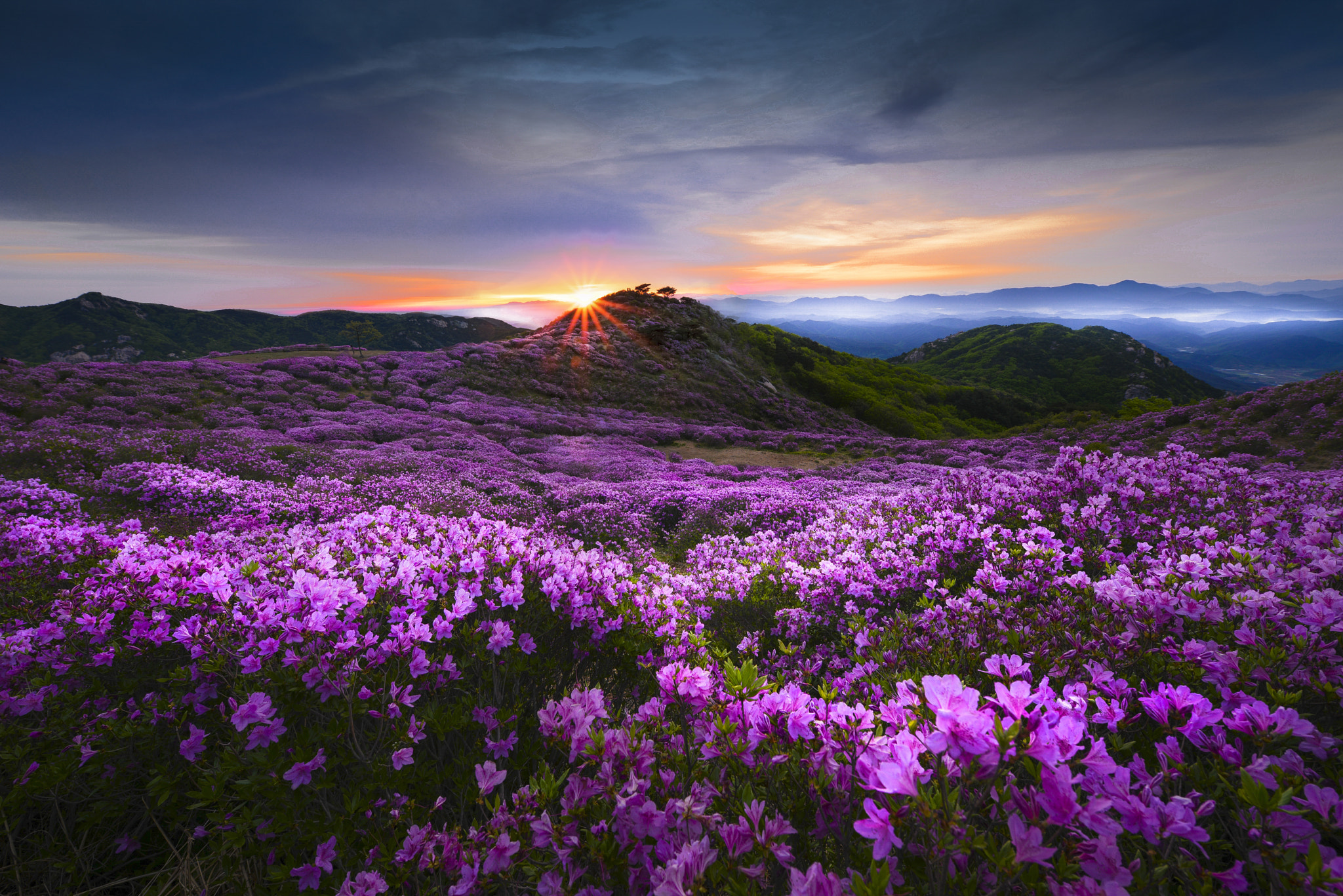 Wallpapers Azalea Flower valley Korea on the desktop