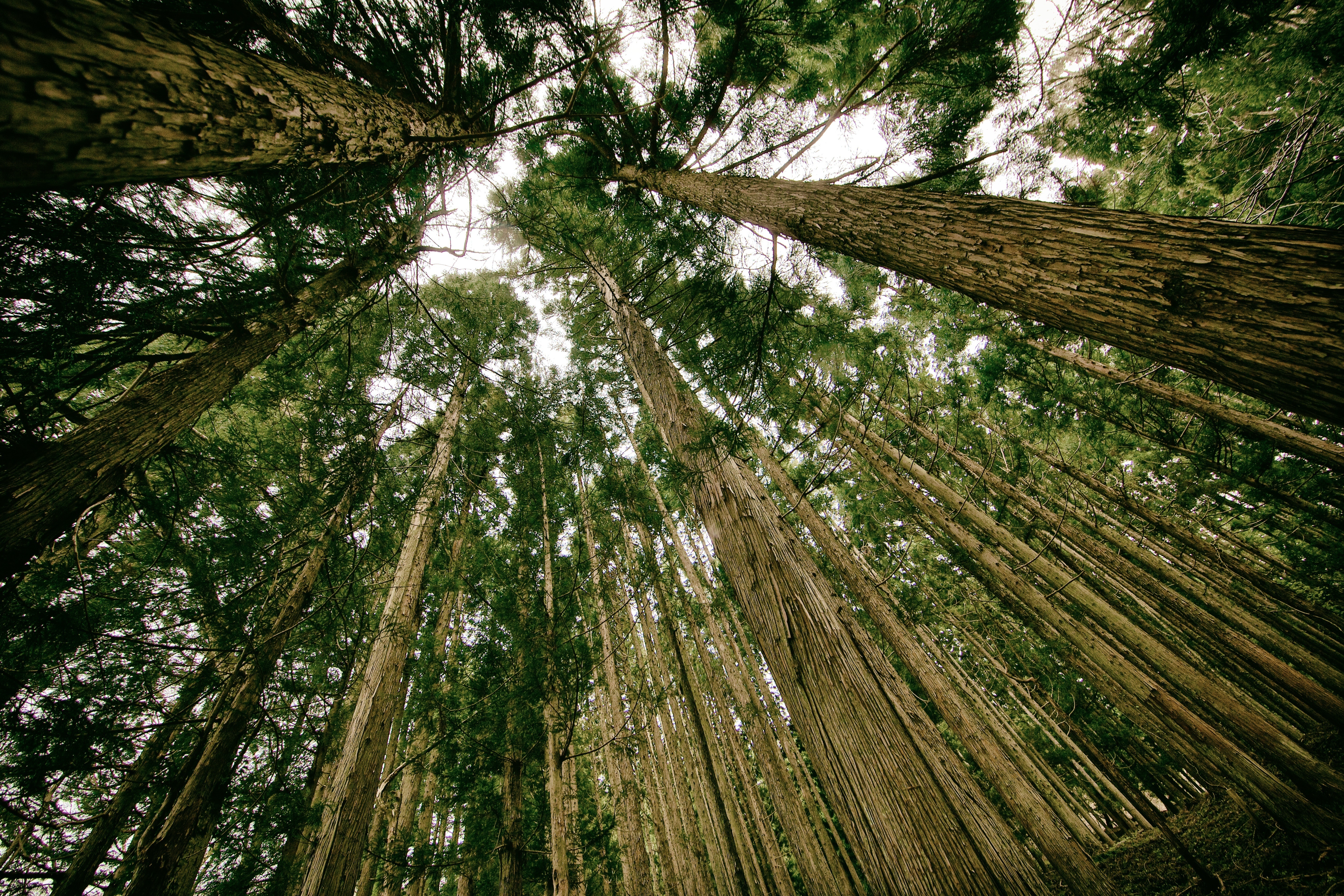 Wallpapers summer tree trunks natural on the desktop