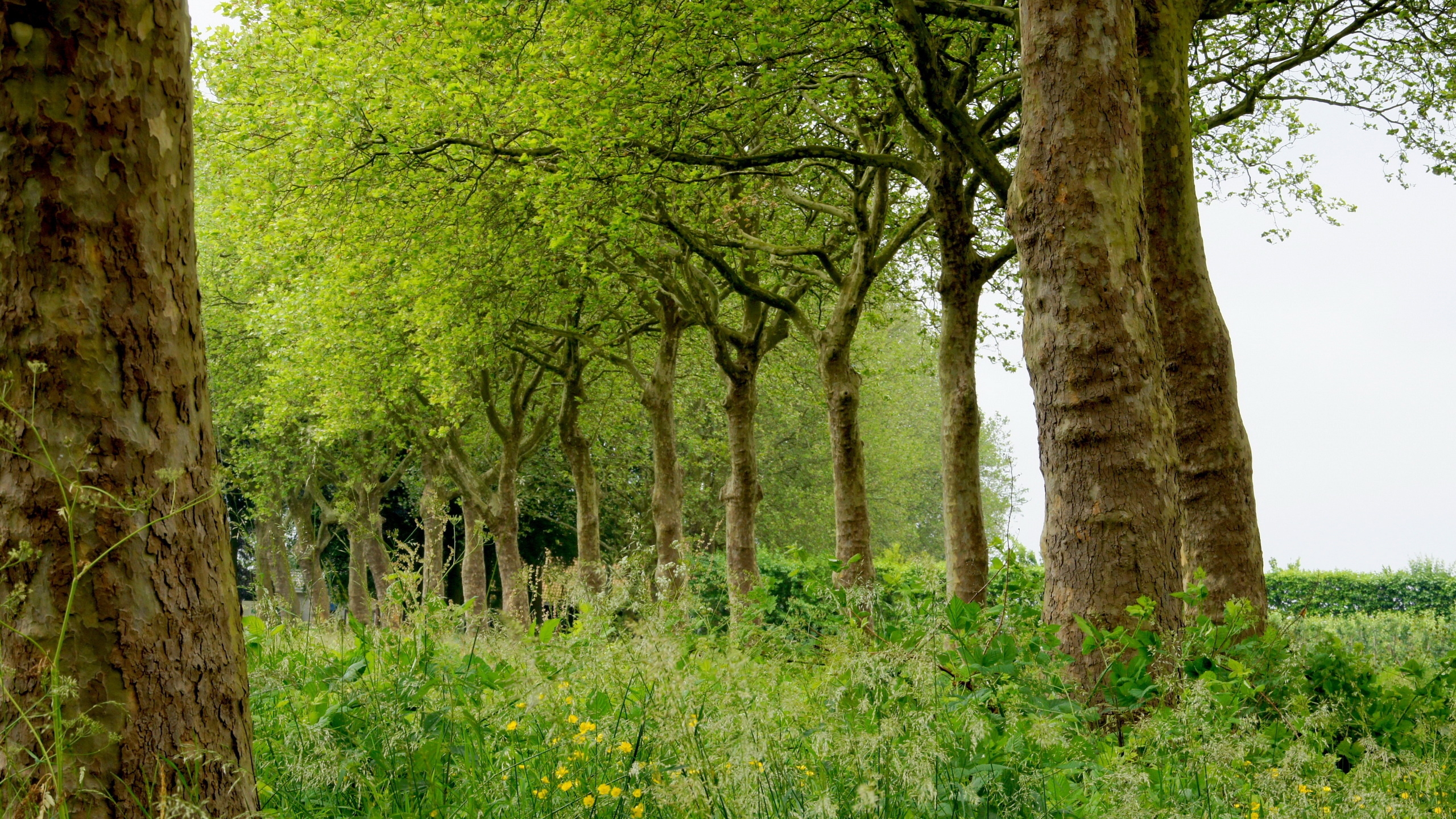 Wallpapers trees summer grass on the desktop