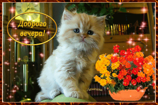 Открытка на тему букет цветов котик открытки с добрым утром и добрым днём доброго утра и доброго дня скачать бесплатно